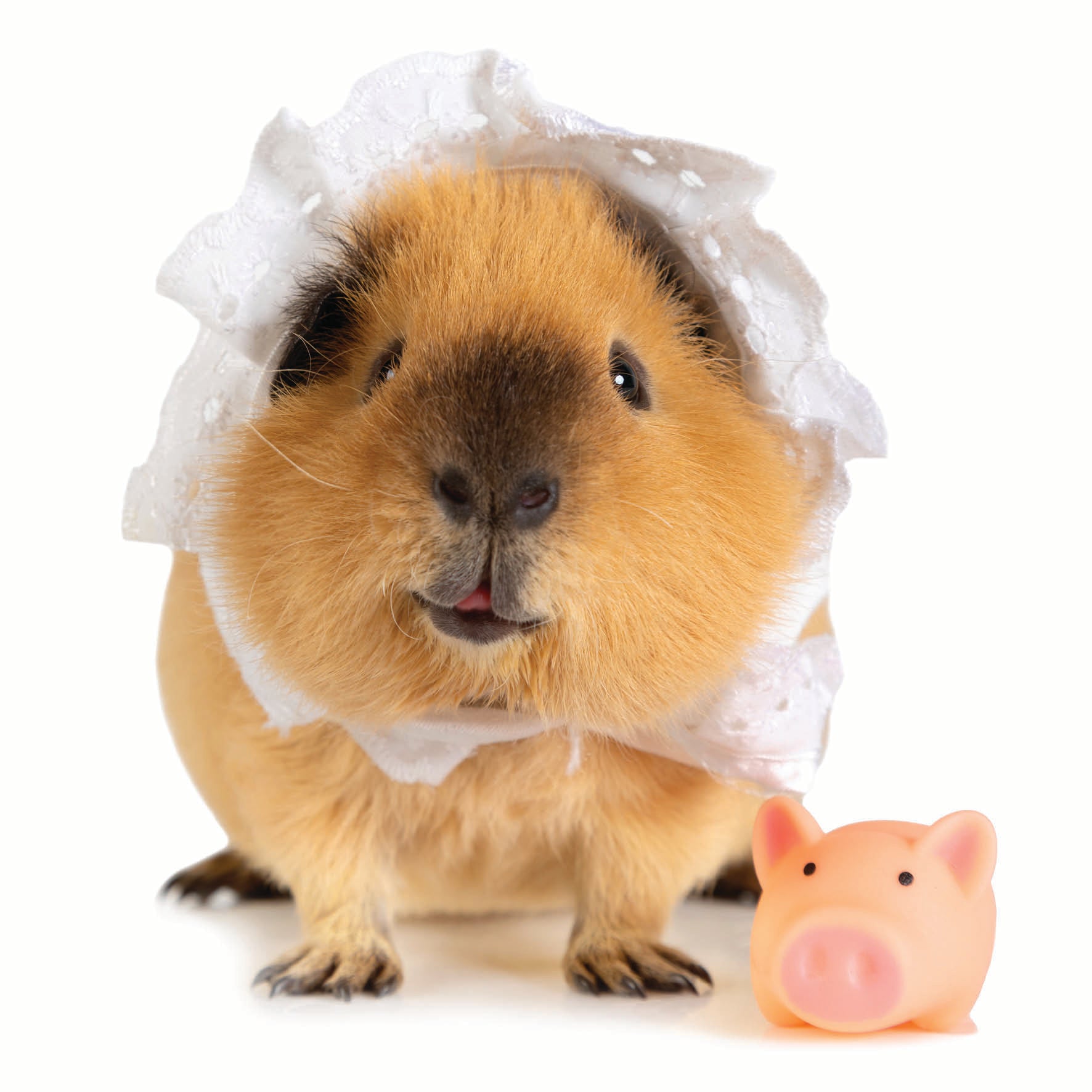 2027 This Little Piggy - Square Wall Calendar