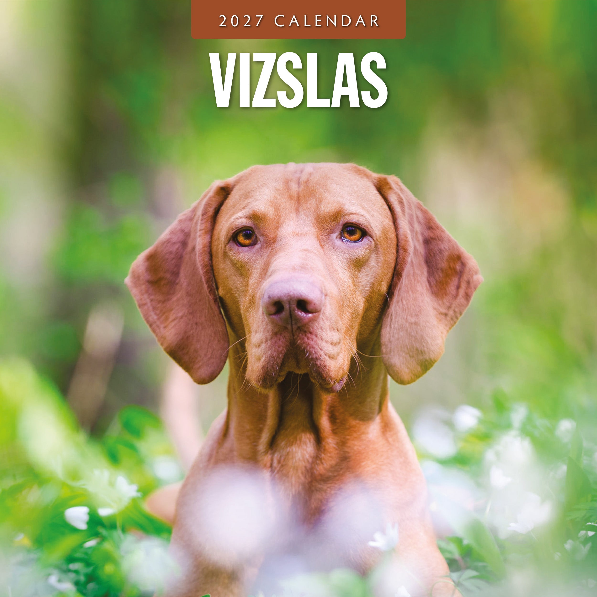 2027 Vizslas - Square Wall Calendar