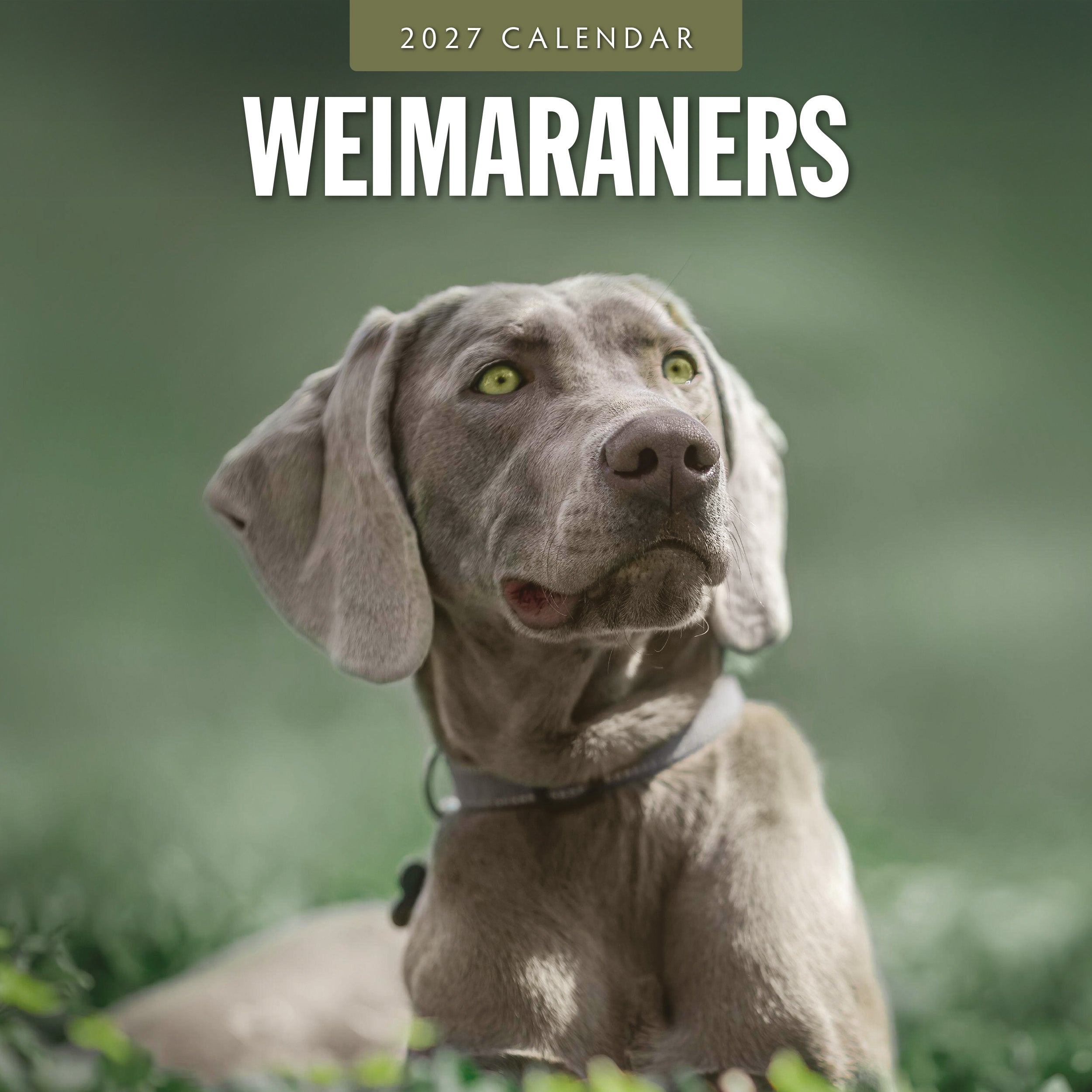 2027 Weimaraners - Square Wall Calendar