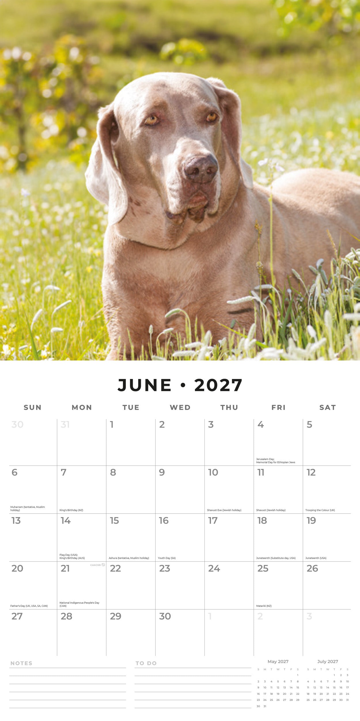 2027 Weimaraners - Square Wall Calendar