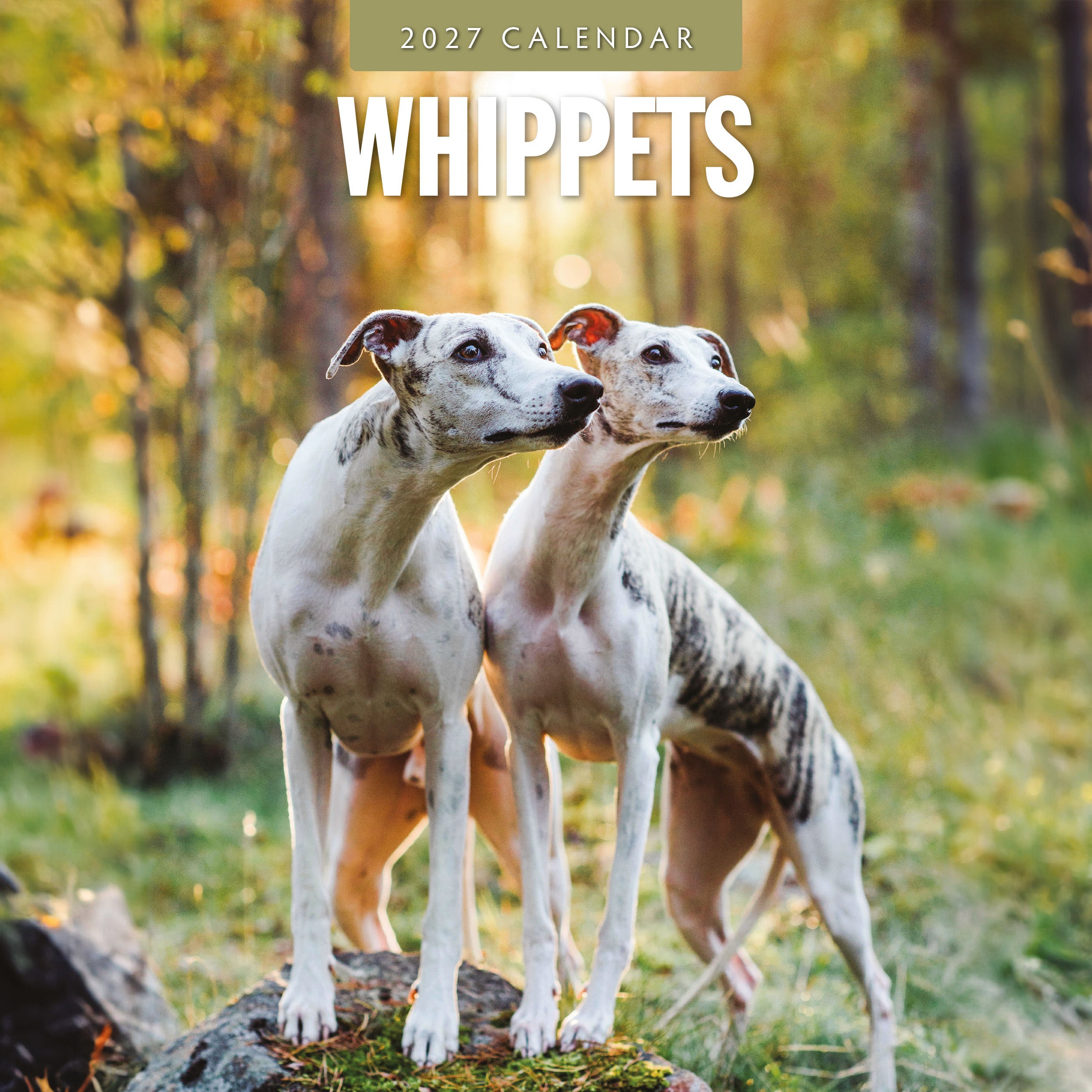 2027 Whippets - Square Wall Calendar
