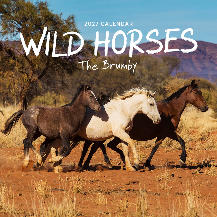 2027 Wild Horses: The Brumby - Square Wall Calendar