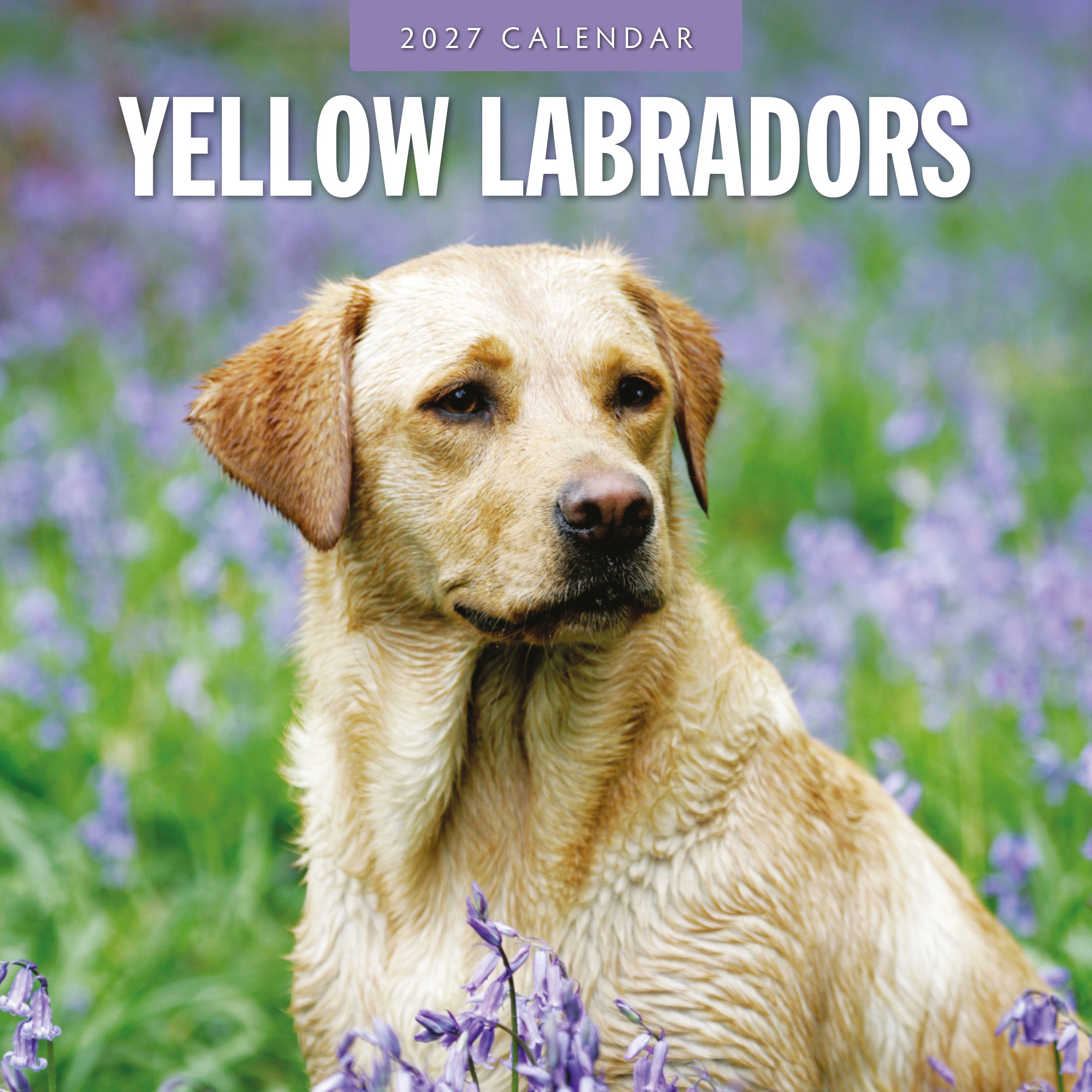 2027 Yellow Labrador - Square Wall Calendar
