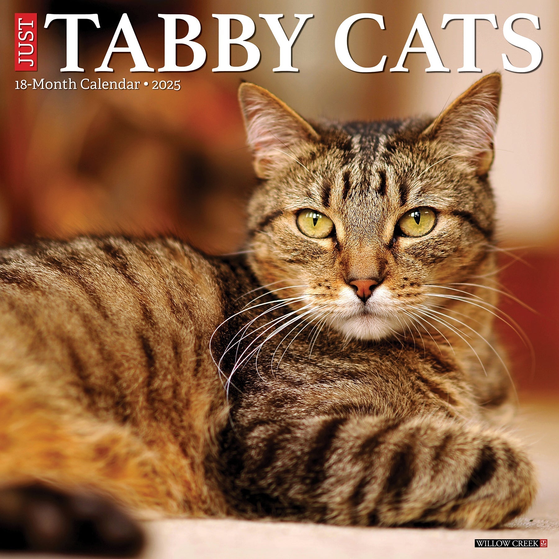 2025 Tabby Cats - Square Wall Calendar