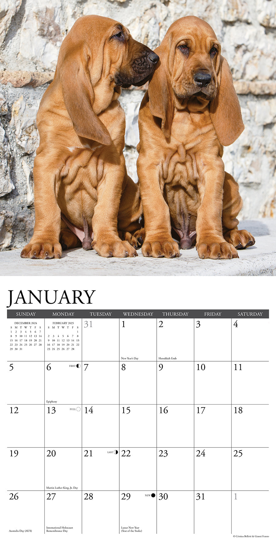 2025 Bloodhounds - Square Wall Calendar