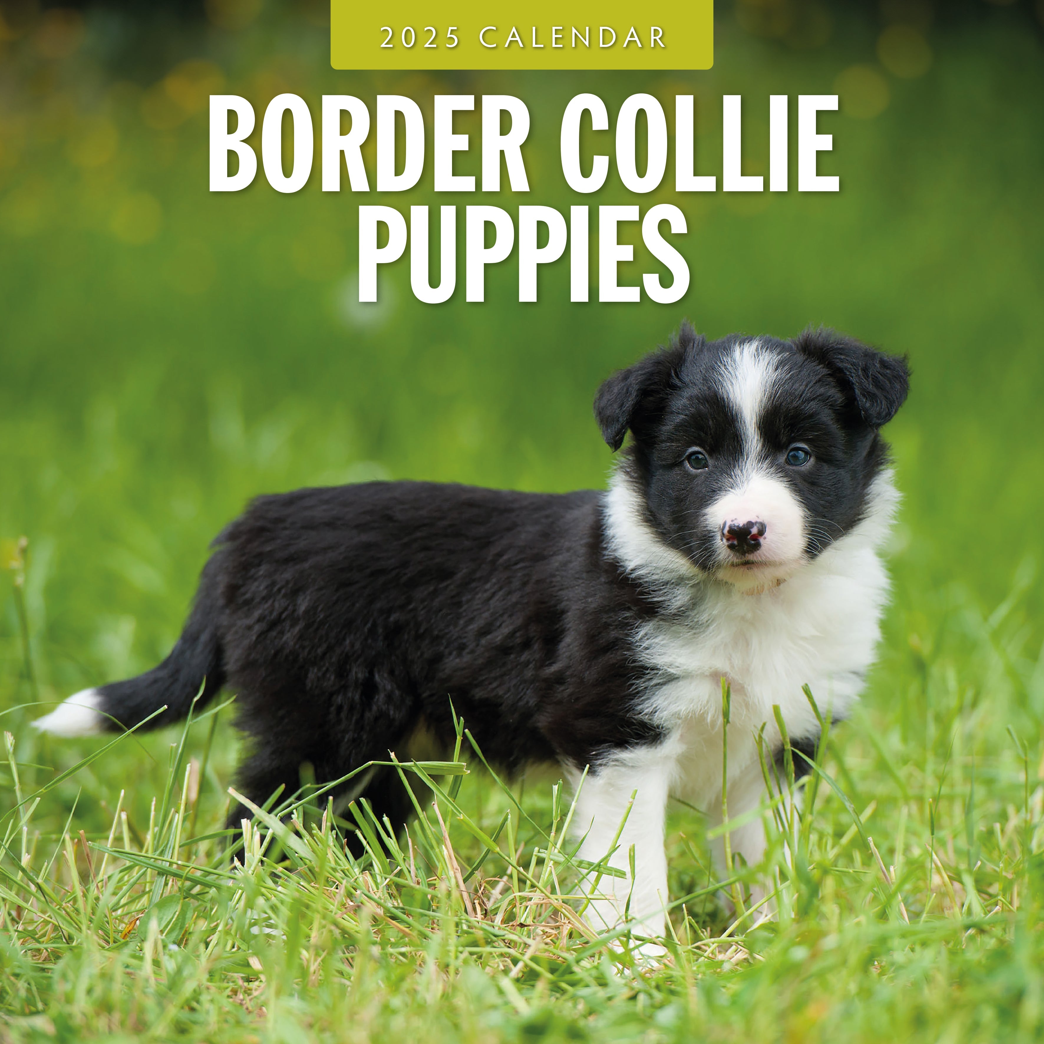 2025 Border Collie Puppies - Square Wall Calendar