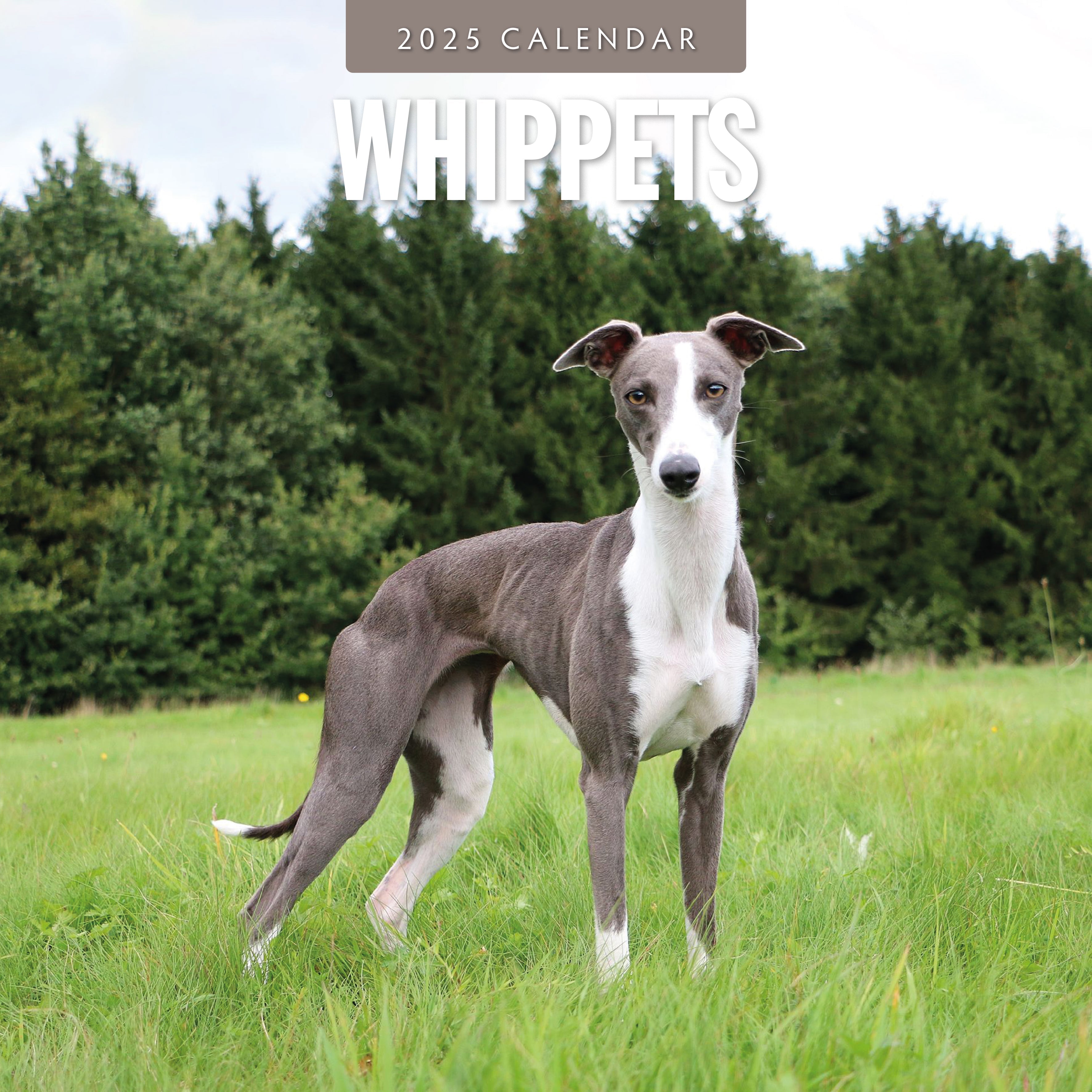 2025 Whippets - Square Wall Calendar