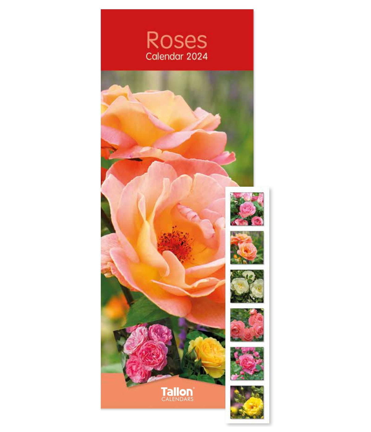 2024 Roses Super Slim Wall Calendar   A8b20975c9f6e035231c7d5111634549 