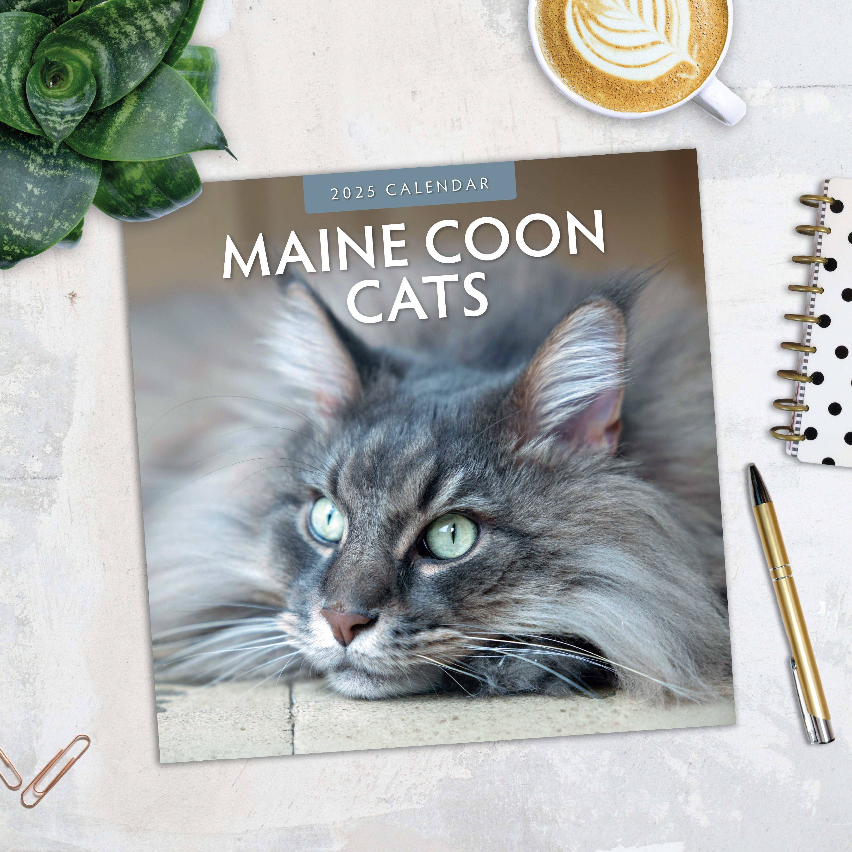 2025 Maine Coon Cats - Square Wall Calendar