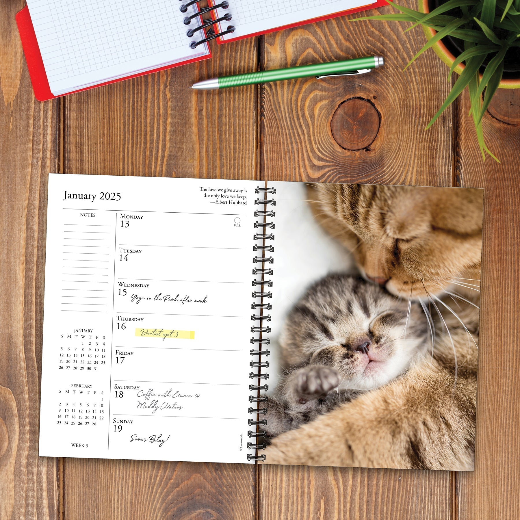 2025 What Cats Teach Us - Weekly Diary/Planner