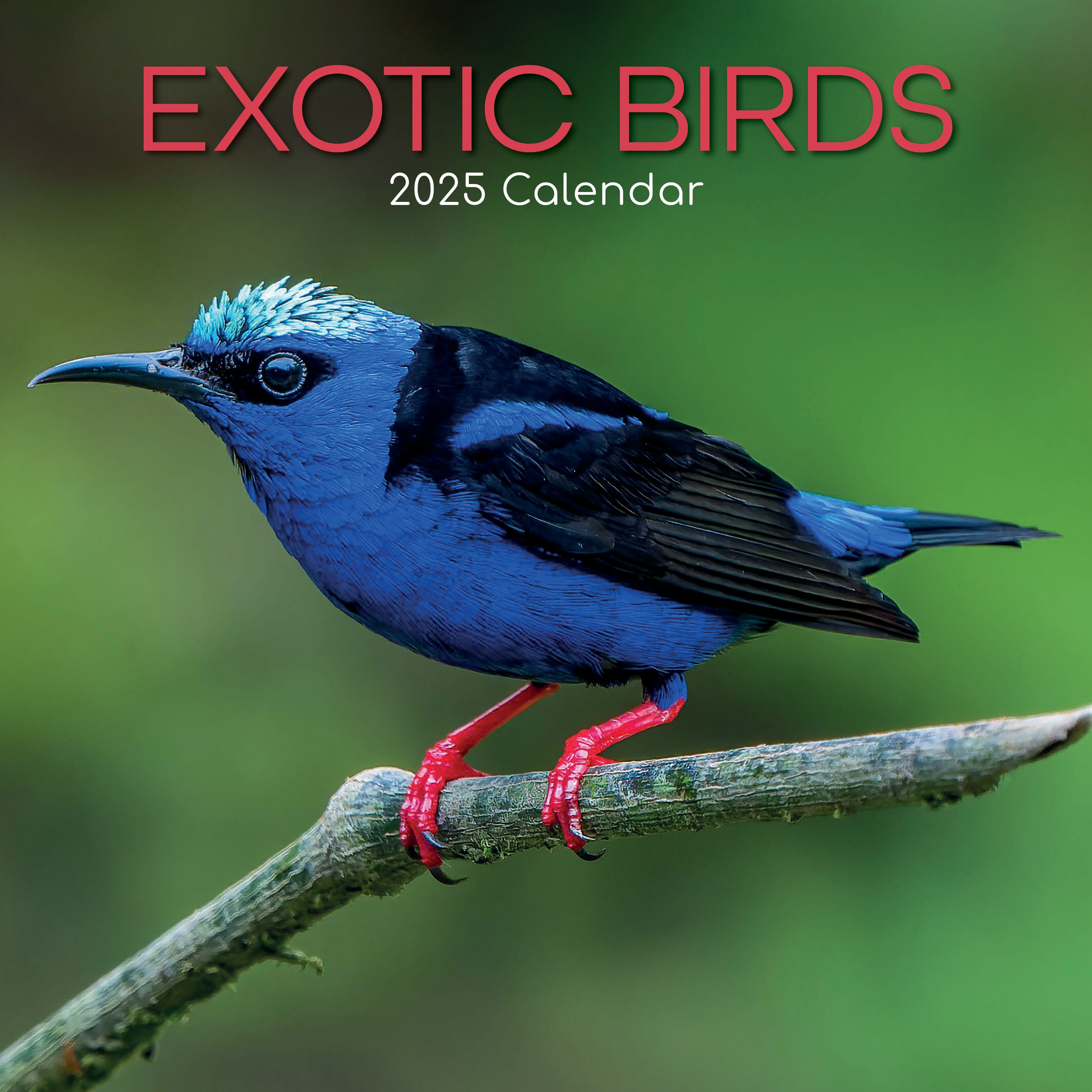 2025 Exotic Birds - Square Wall Calendar