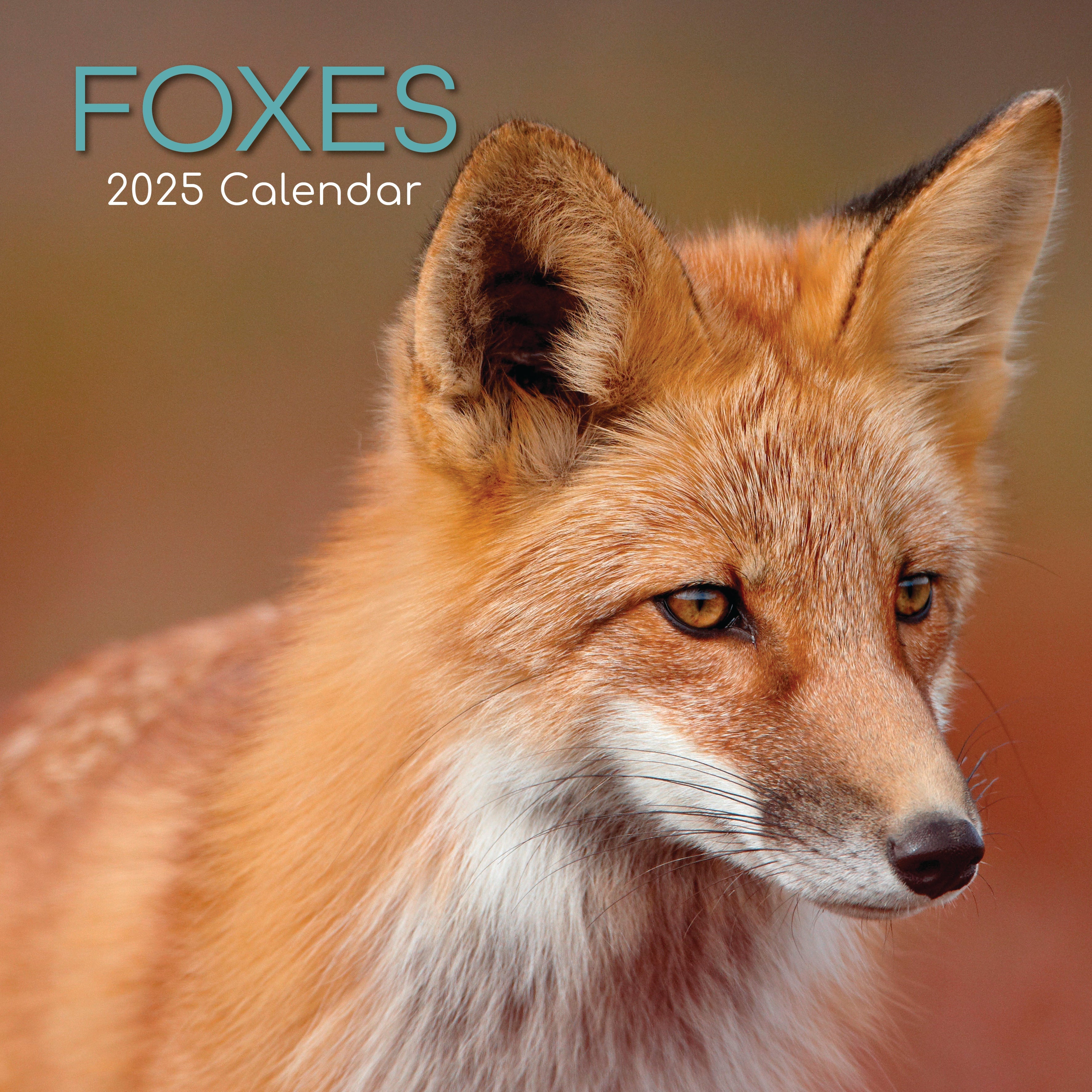 2025 Foxes - Square Wall Calendar