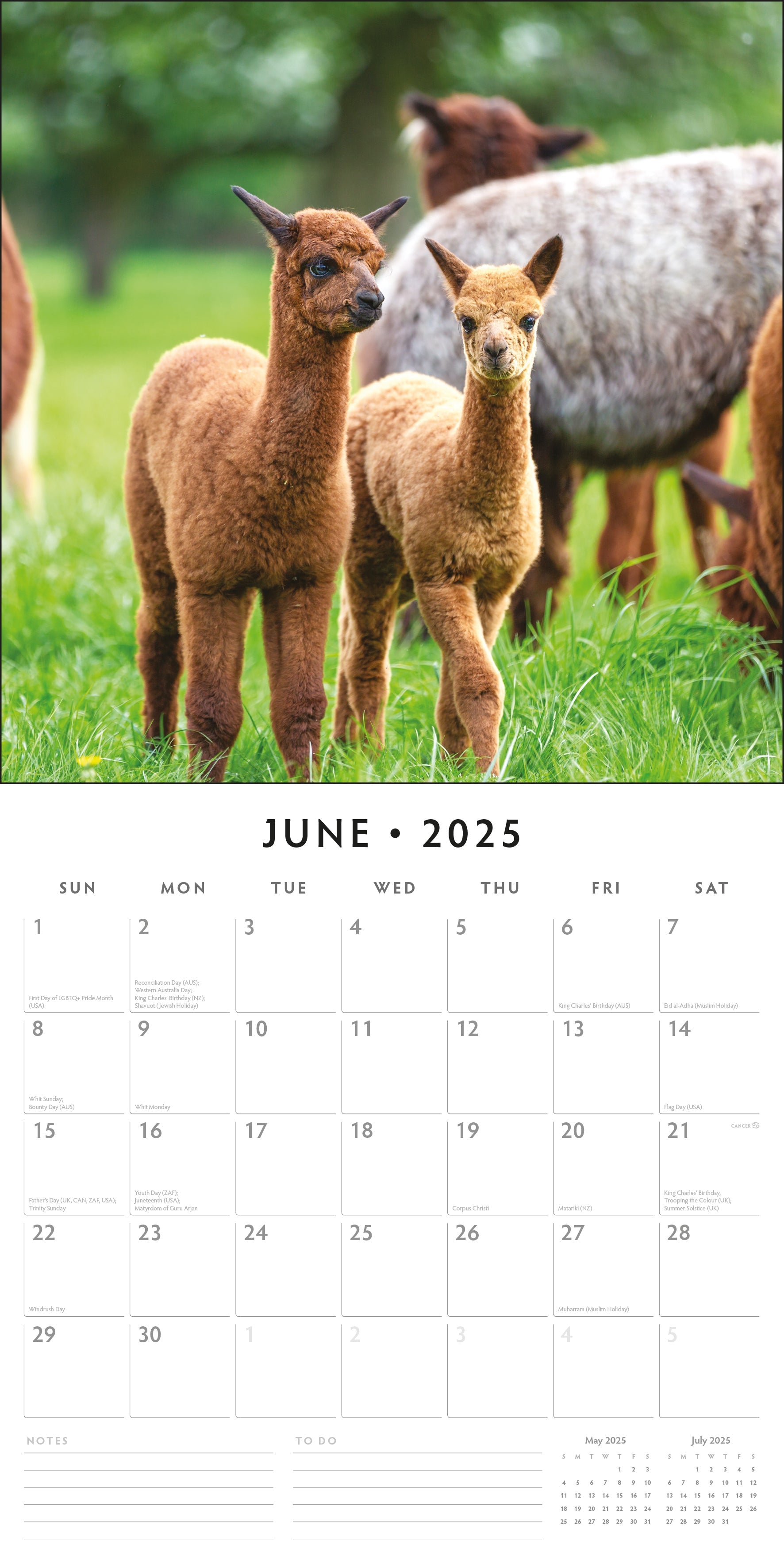 2025 Alpacas - Square Wall Calendar