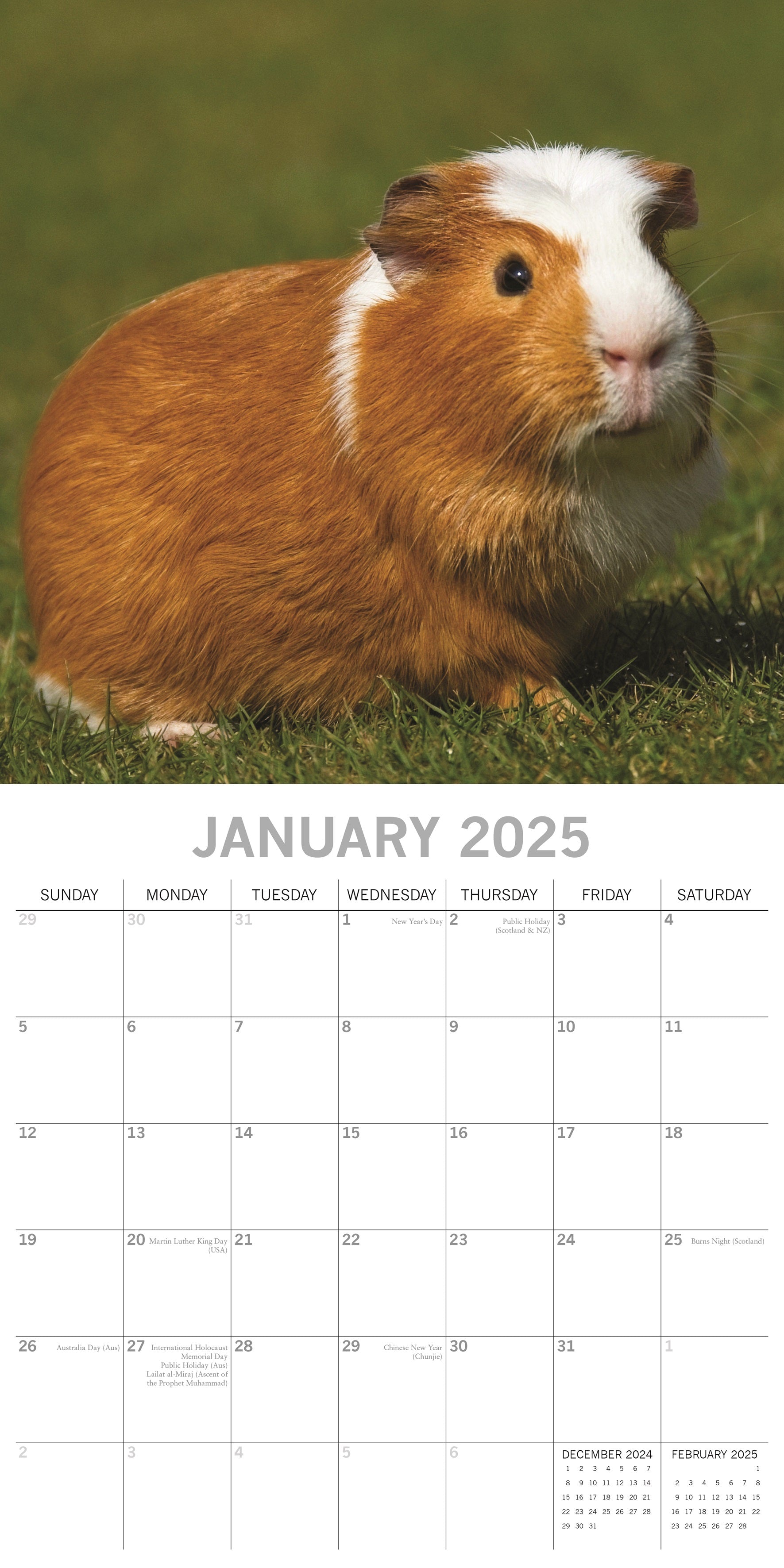 2025 Guinea Pigs - Square Wall Calendar