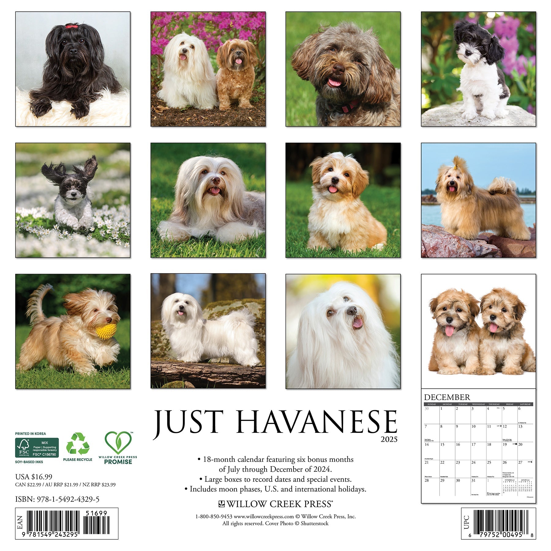 2025 Havanese - Square Wall Calendar