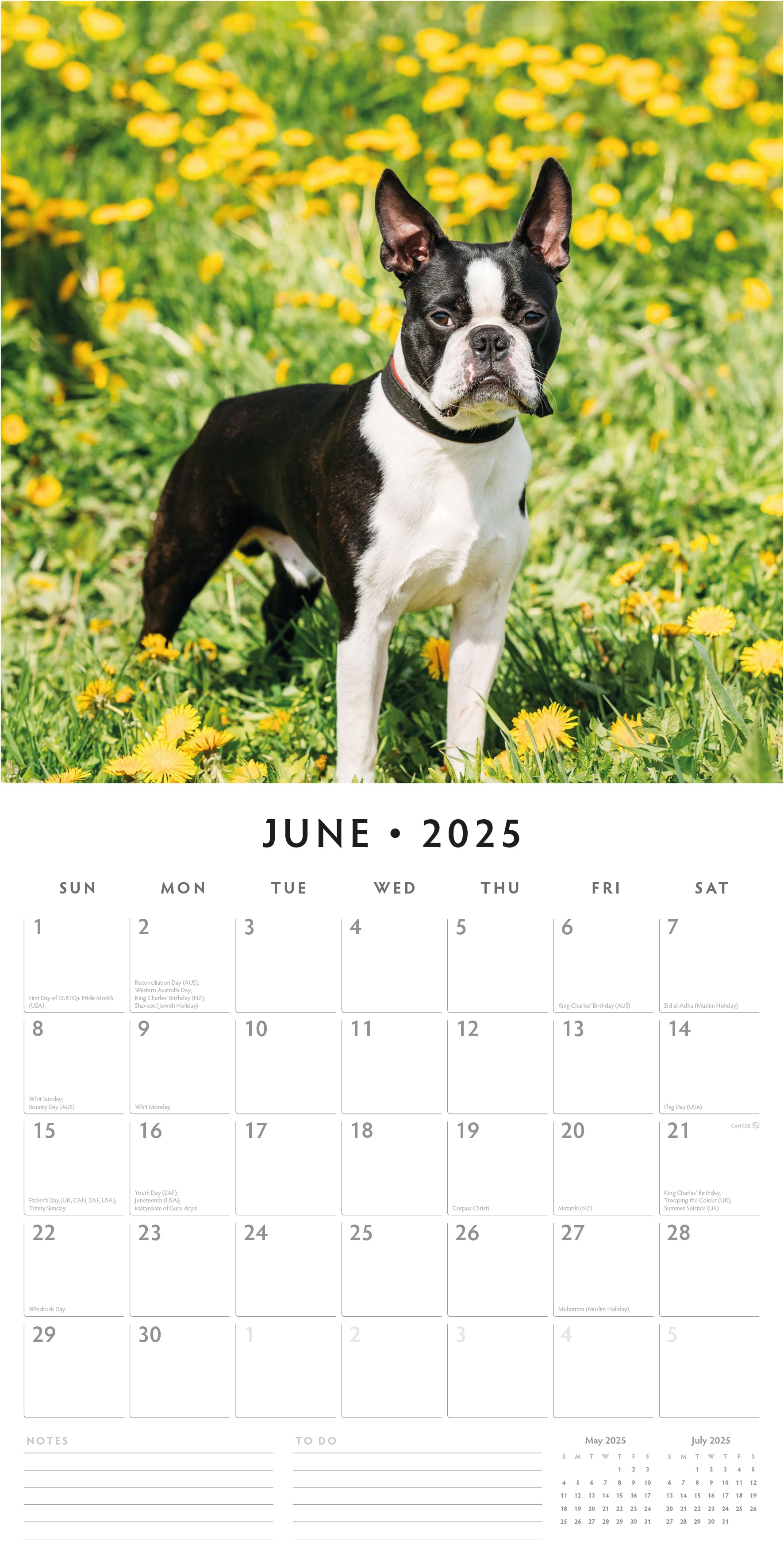 2025 Boston Terriers - Square Wall Calendar