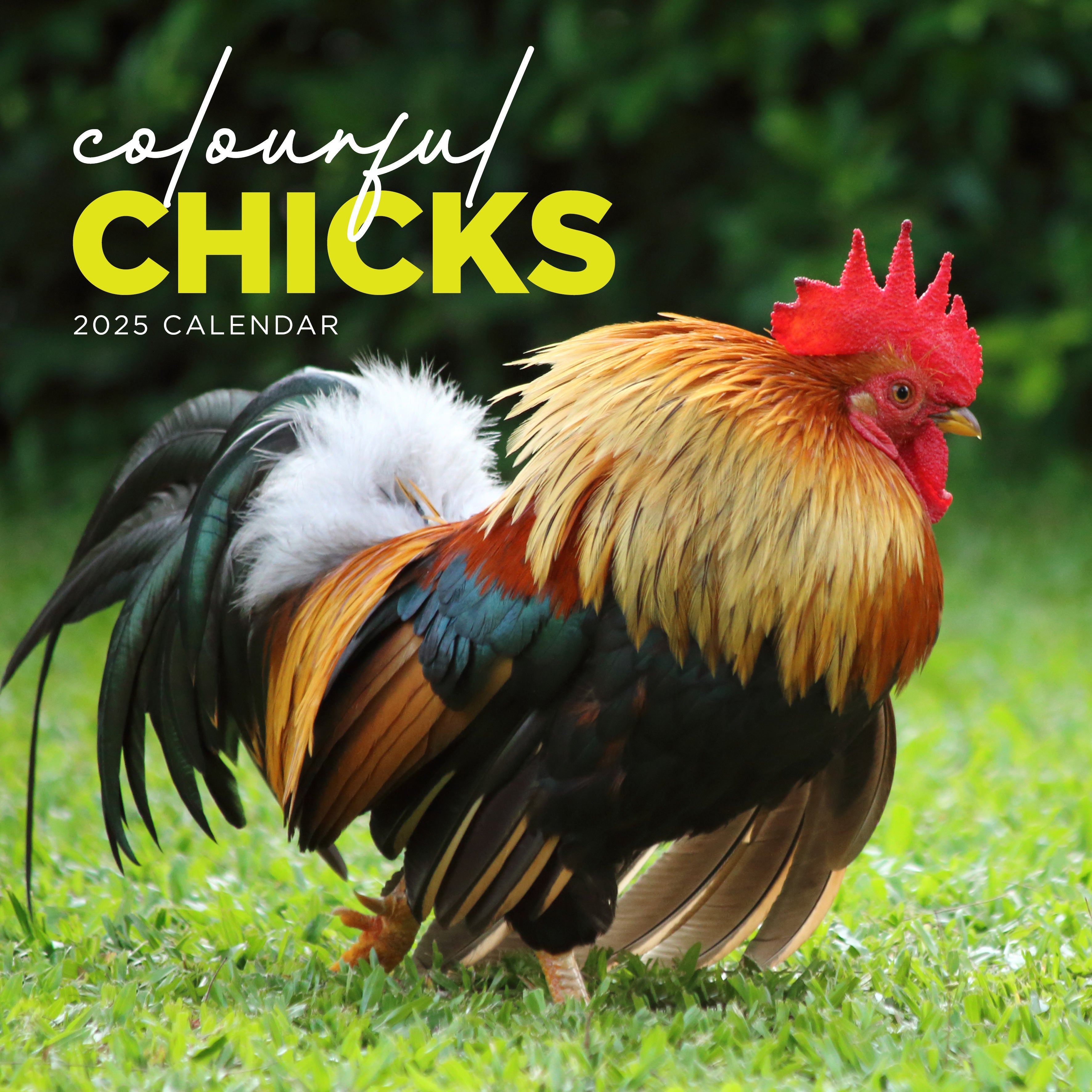 2025 Colourful Chicks - Square Wall Calendar