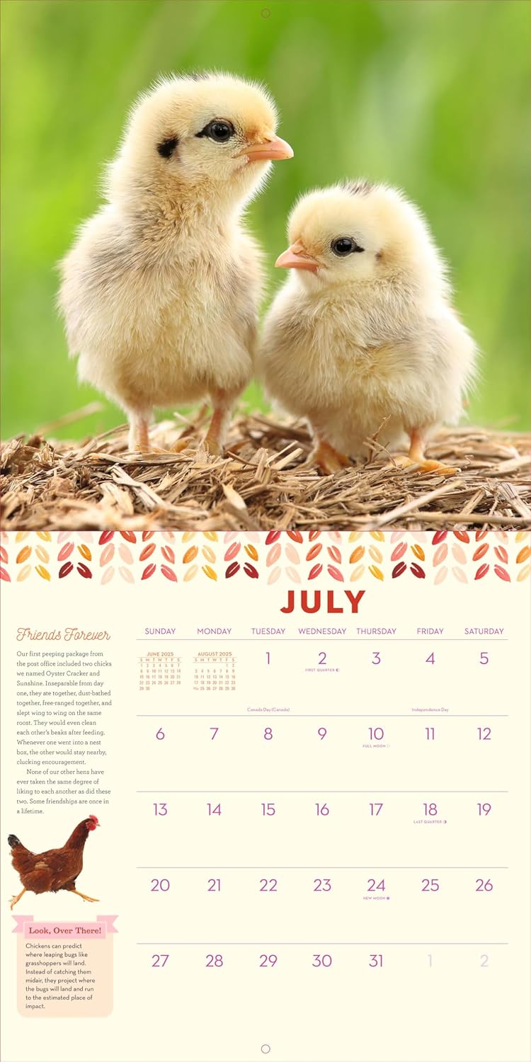 2025 How to Speak Chicken - Square Wall Calendar