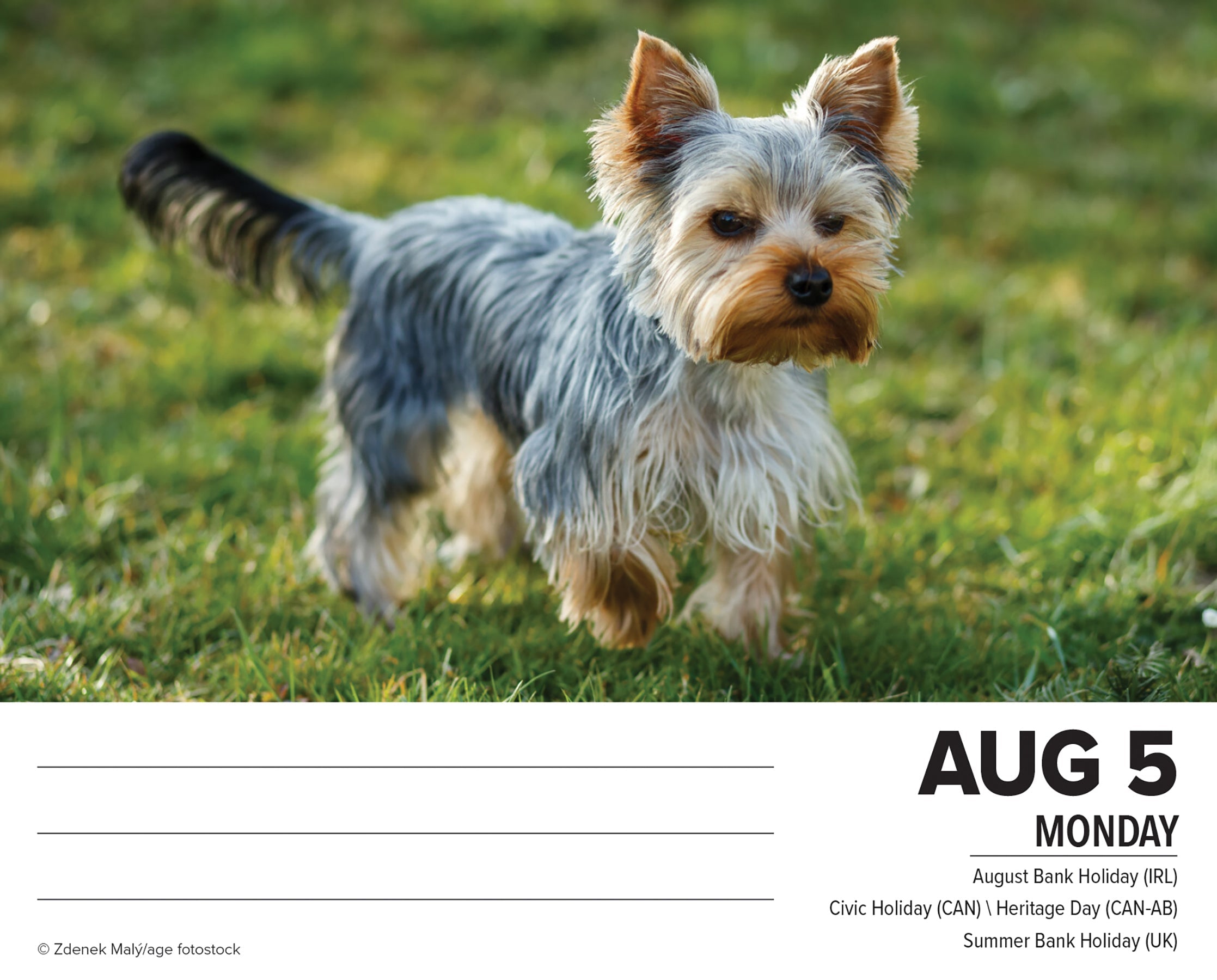 2024 Yorkies - Daily Boxed Page-A-Day Calendar
