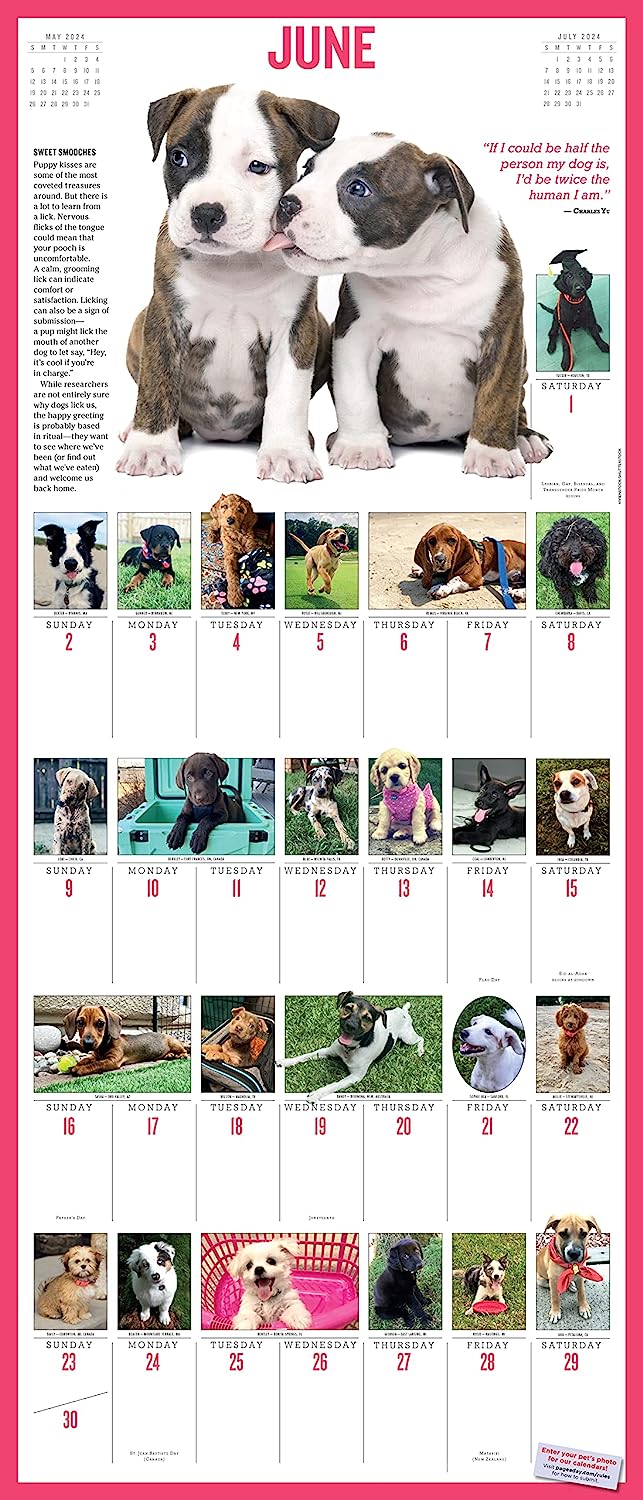 2024 365 PuppiesAYear Deluxe Wall Calendar