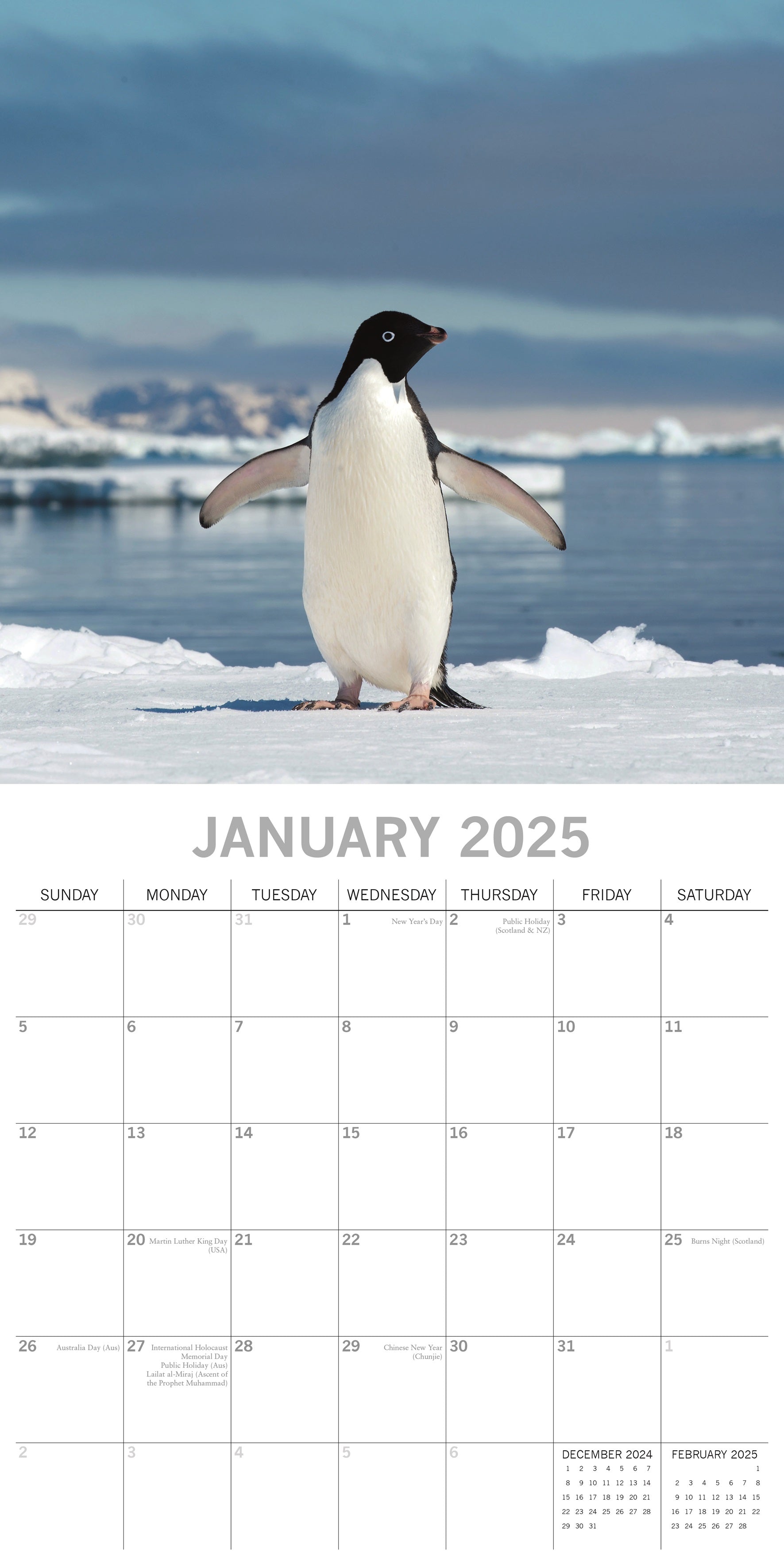 2025 Penguins - Square Wall Calendar
