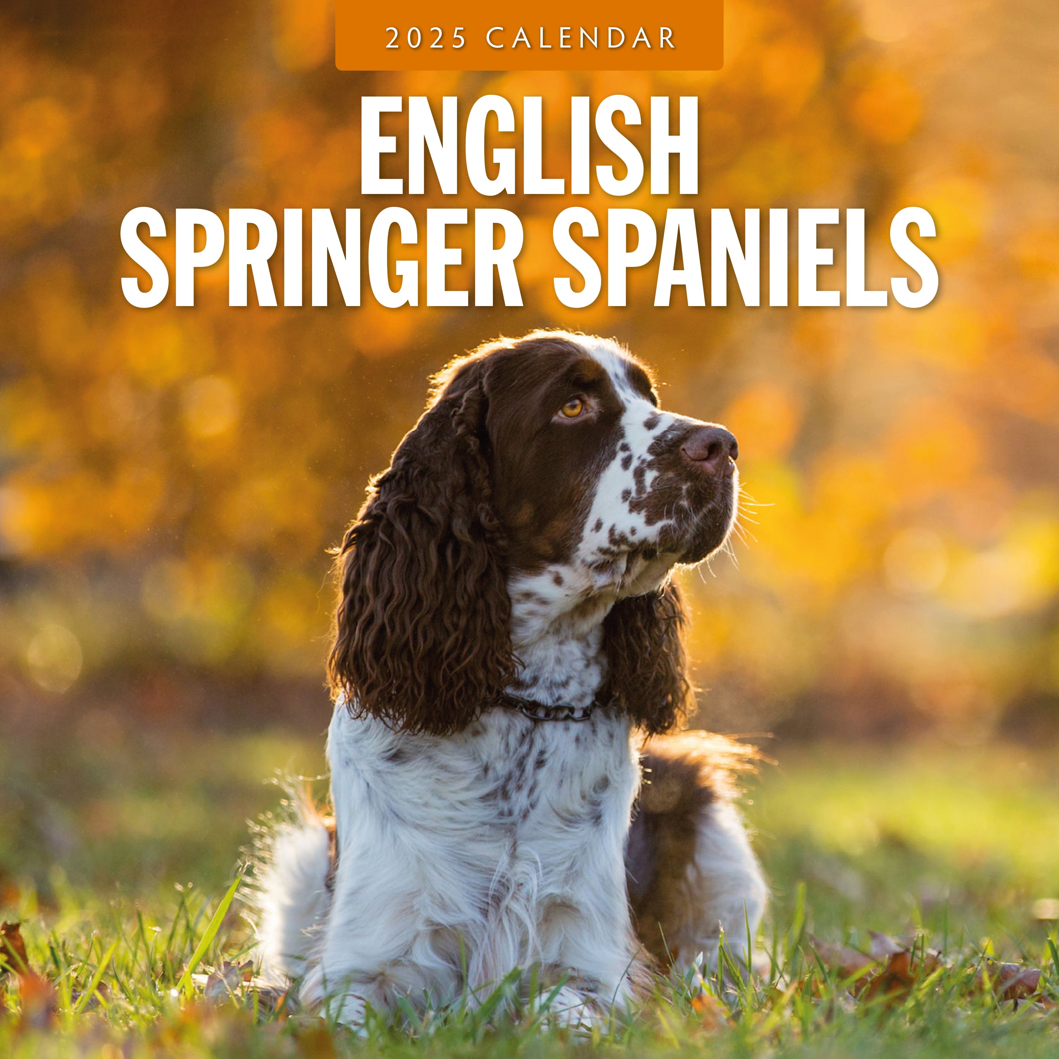 2025 English Springer Spaniels - Square Wall Calendar