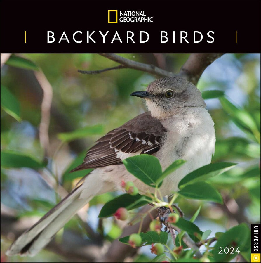 2024 Backyard Birds: National Geographic - Square Wall Calendar  SOLD OUT