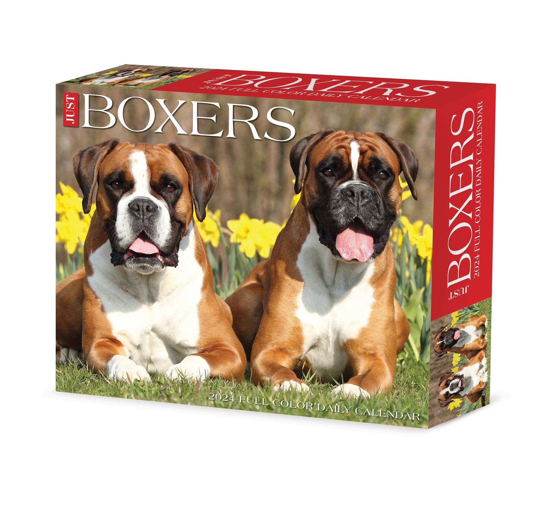 2024 Boxers - Daily Boxed Page-A-Day Calendar