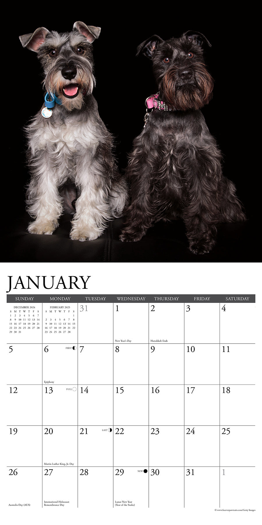 2025 Schnauzers - Square Wall Calendar