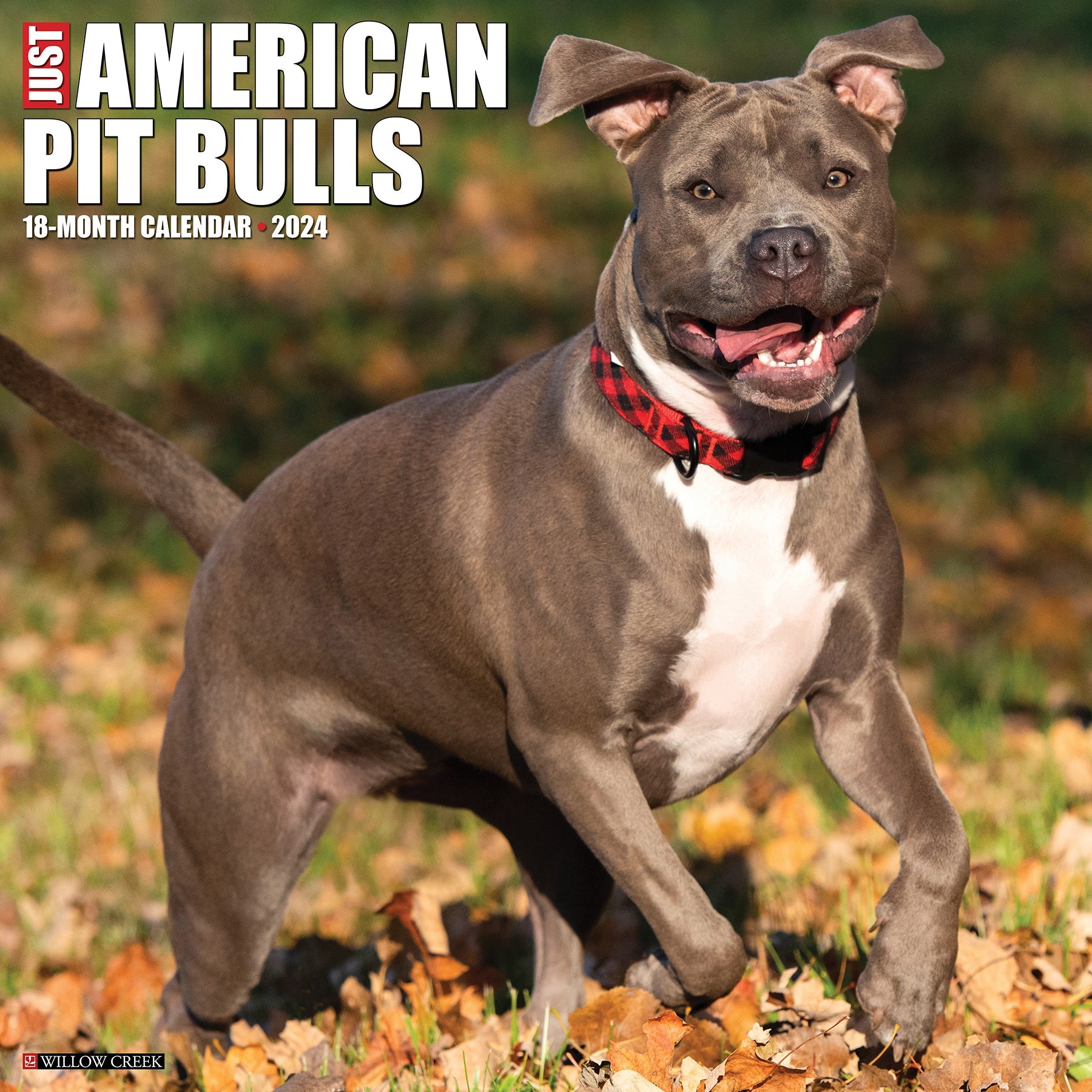 2024 Just American Pit Bull Terriers Square Wall Calendar Dogs