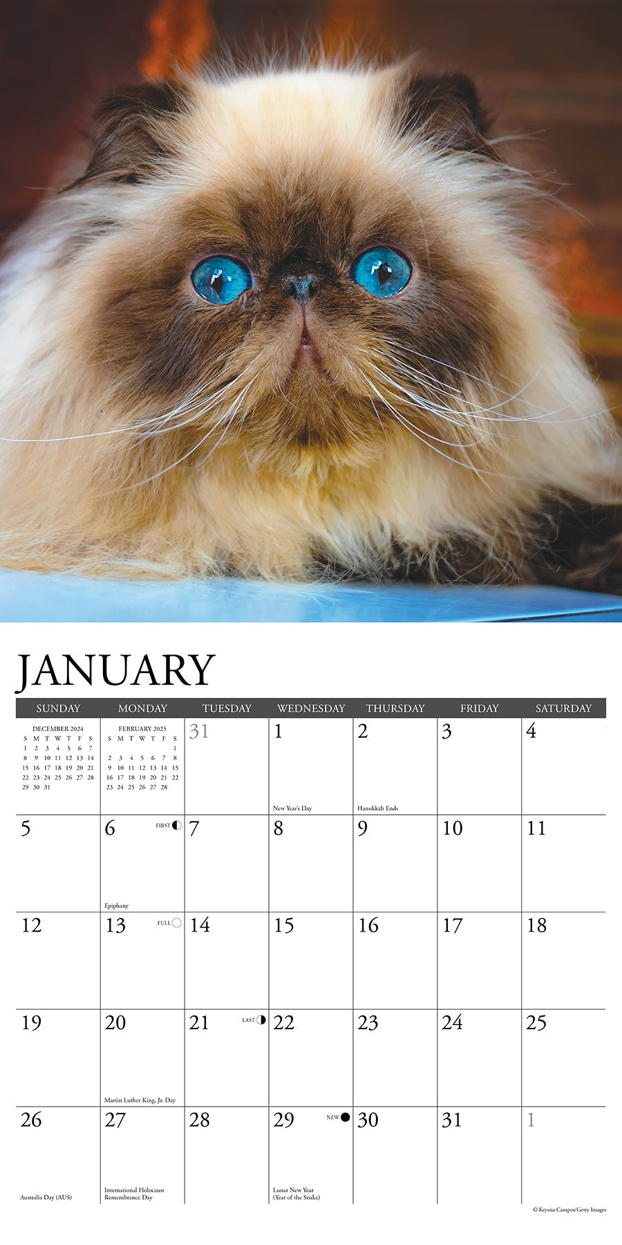 2025 Himalayan Cats - Square Wall Calendar