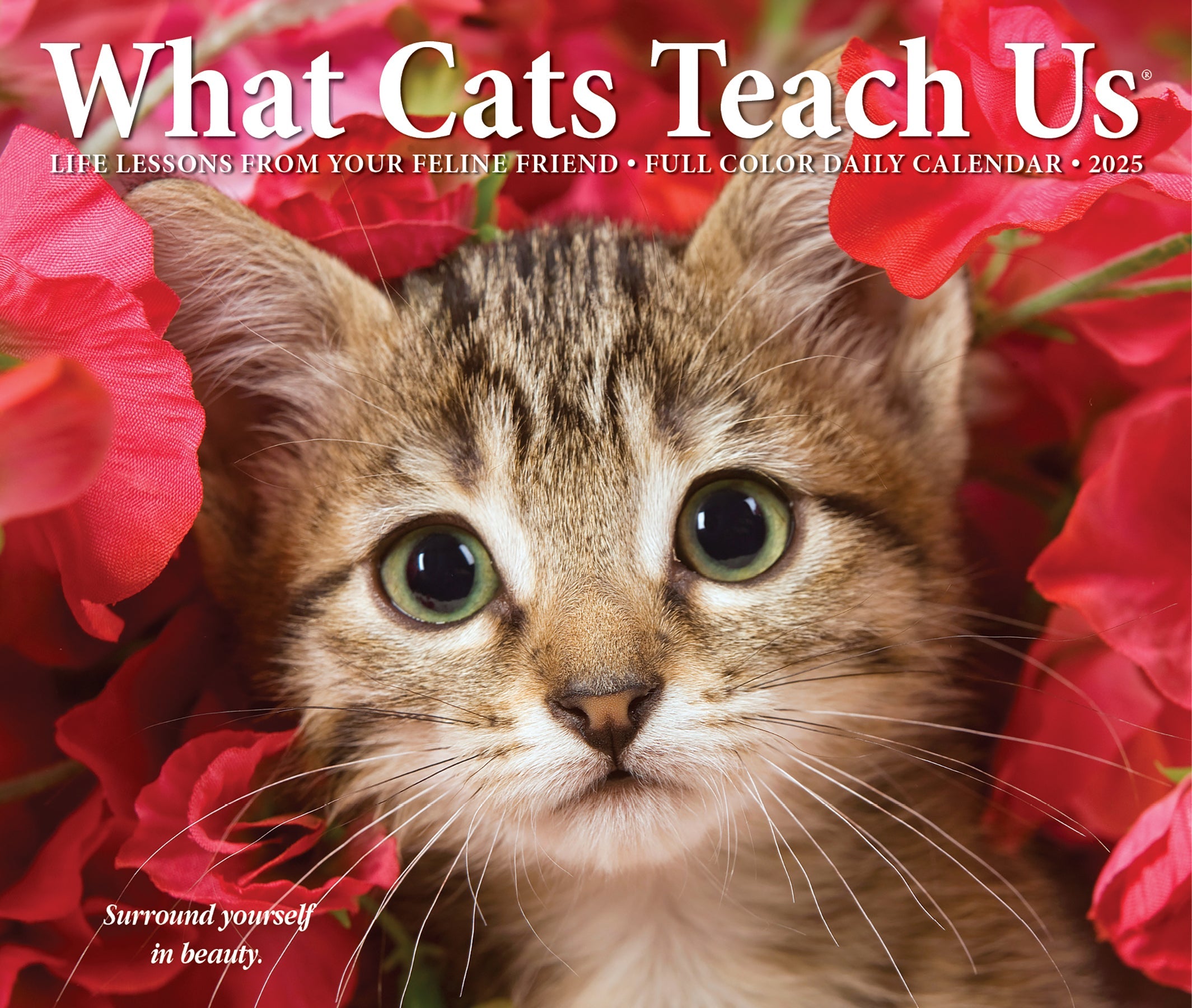 2025 What Cats Teach Us - Daily Boxed Page-A-Day Calendar