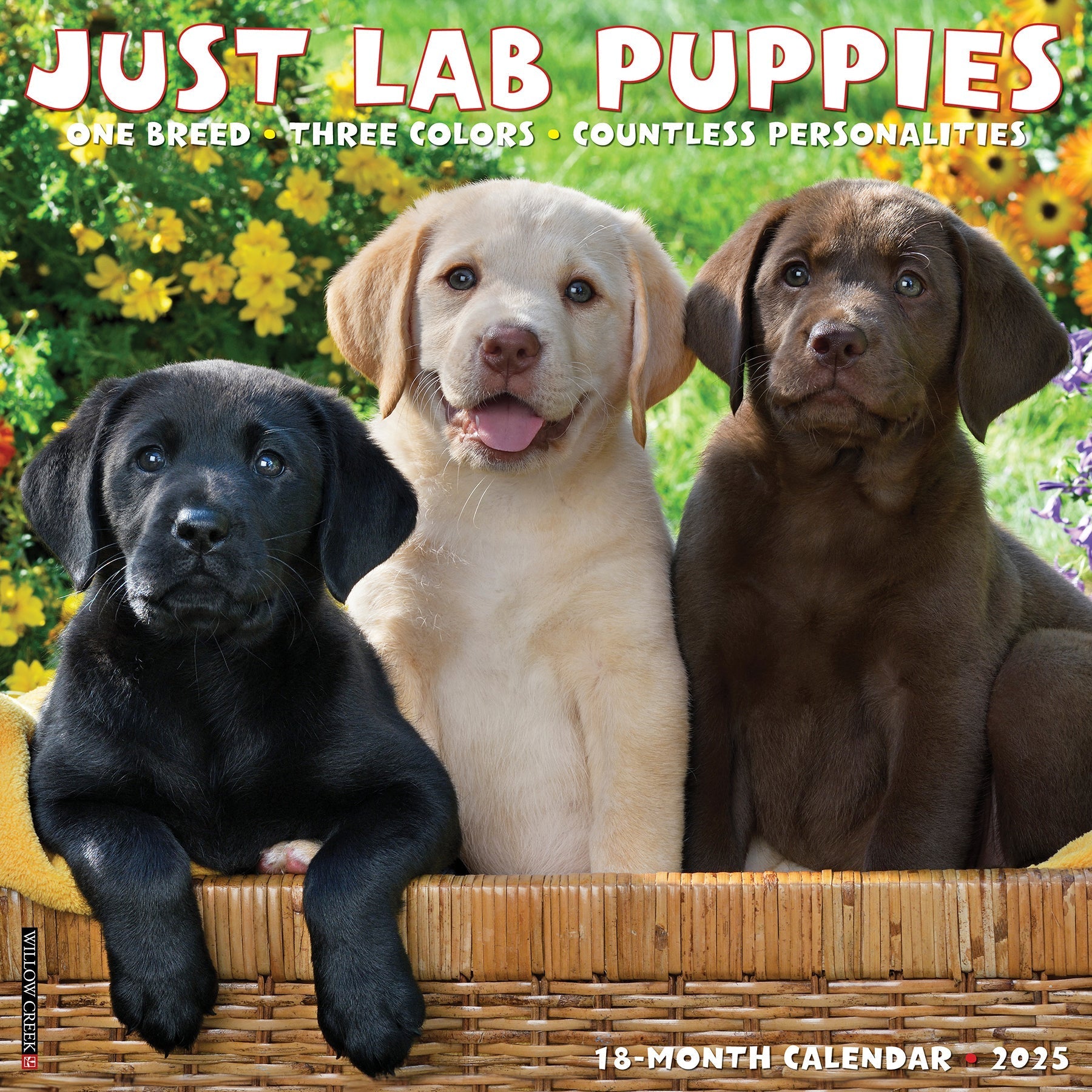 2025 Lab Puppies - Square Wall Calendar