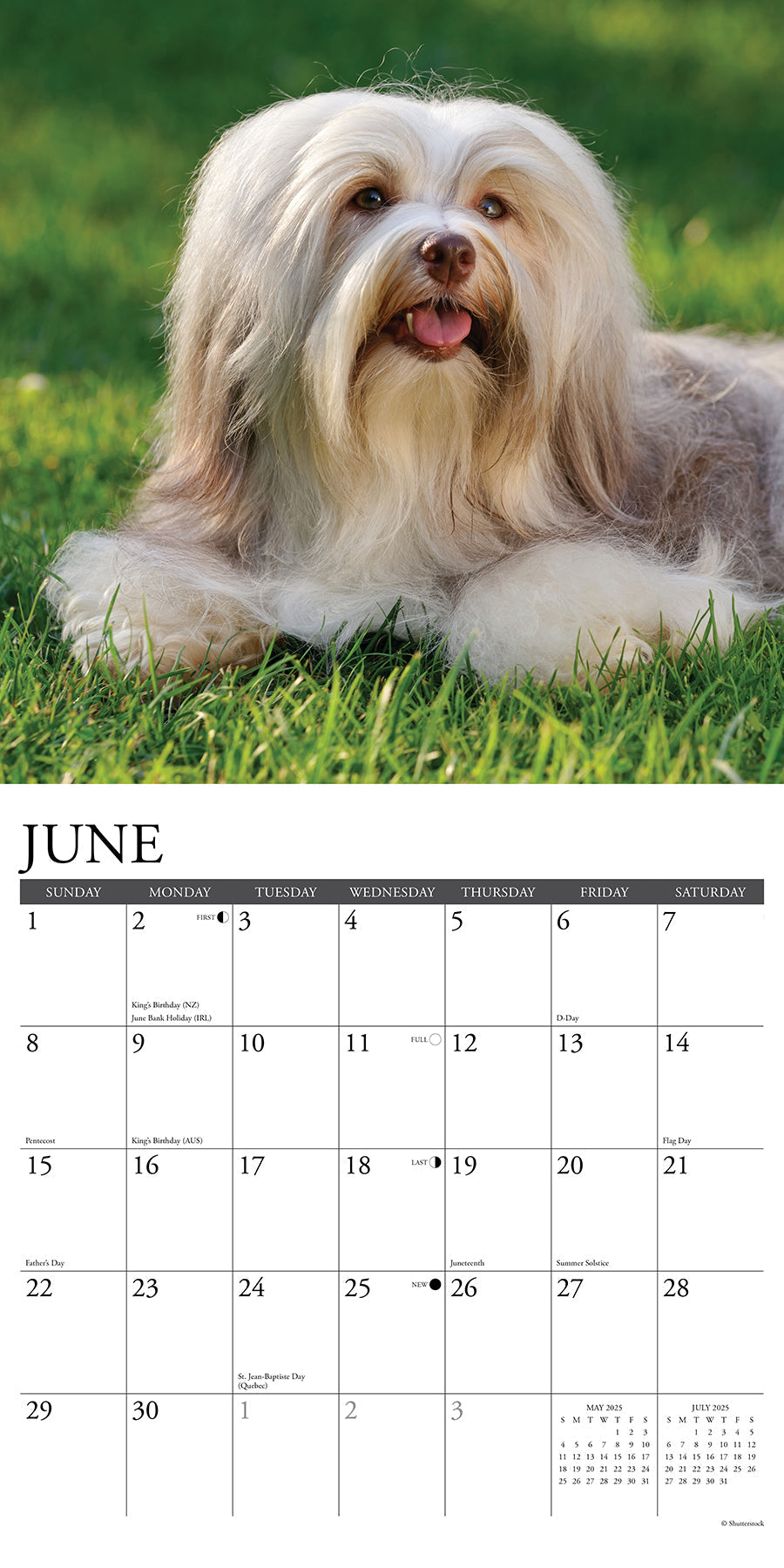 2025 Havanese - Square Wall Calendar