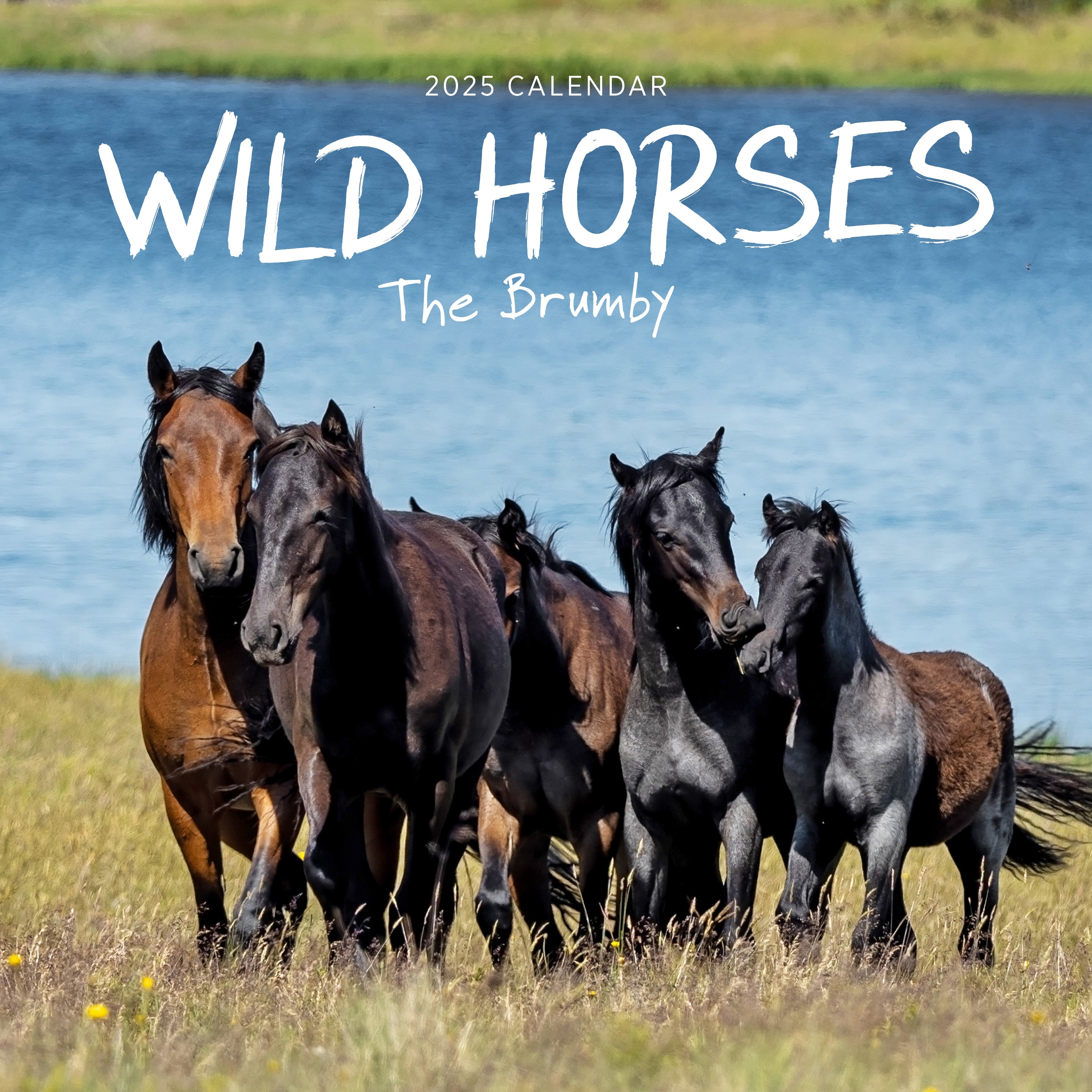 2025 Wild Horses (The Brumby) - Square Wall Calendar