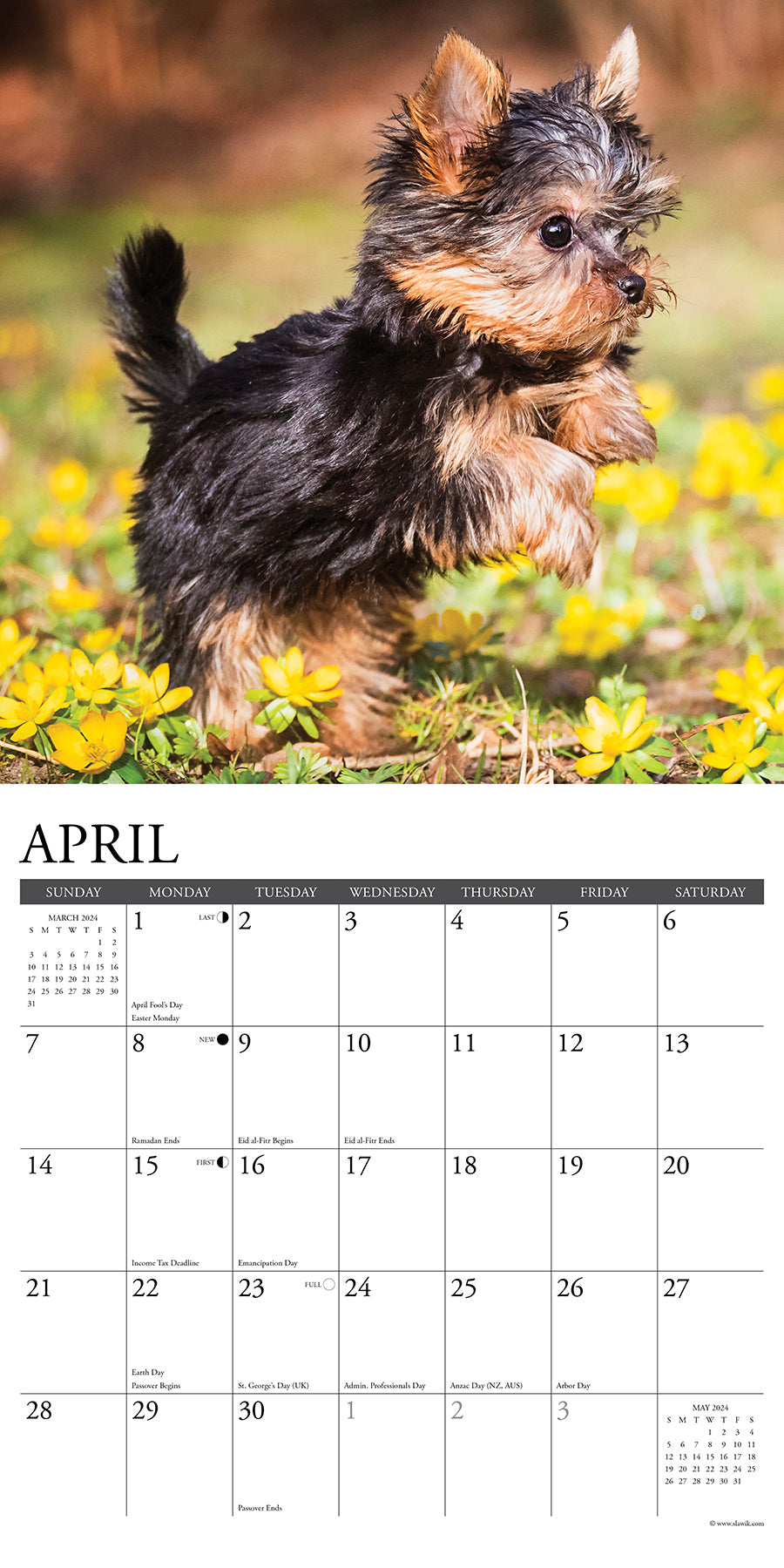 2024 Just Yorkie Puppies - Square Wall Calendar