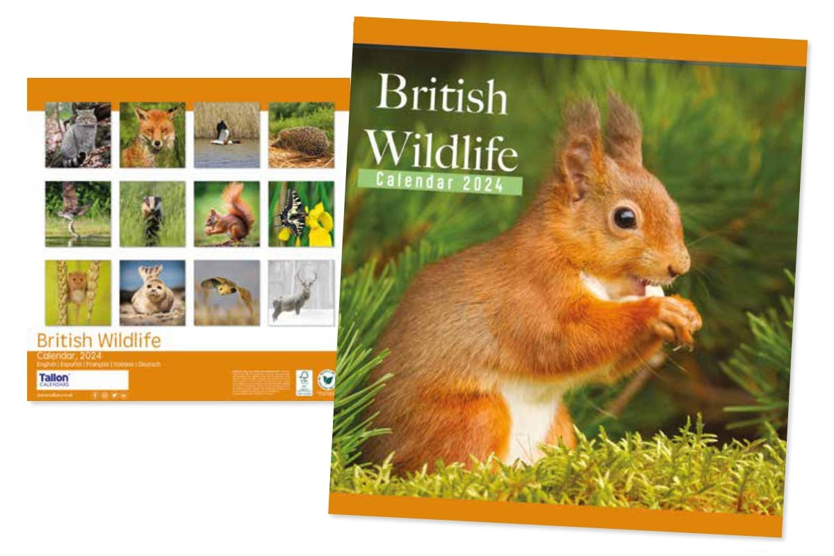 2024 British Wildlife - Square Wall Calendar  SOLD OUT
