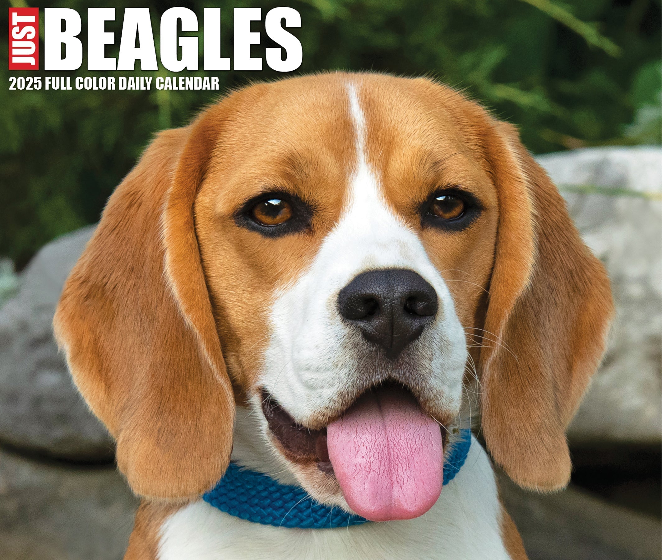 2025 Beagles - Daily Boxed Page-A-Day Calendar