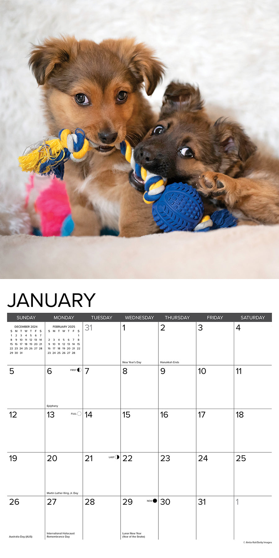 2025 Puppy Playmates - Square Wall Calendar