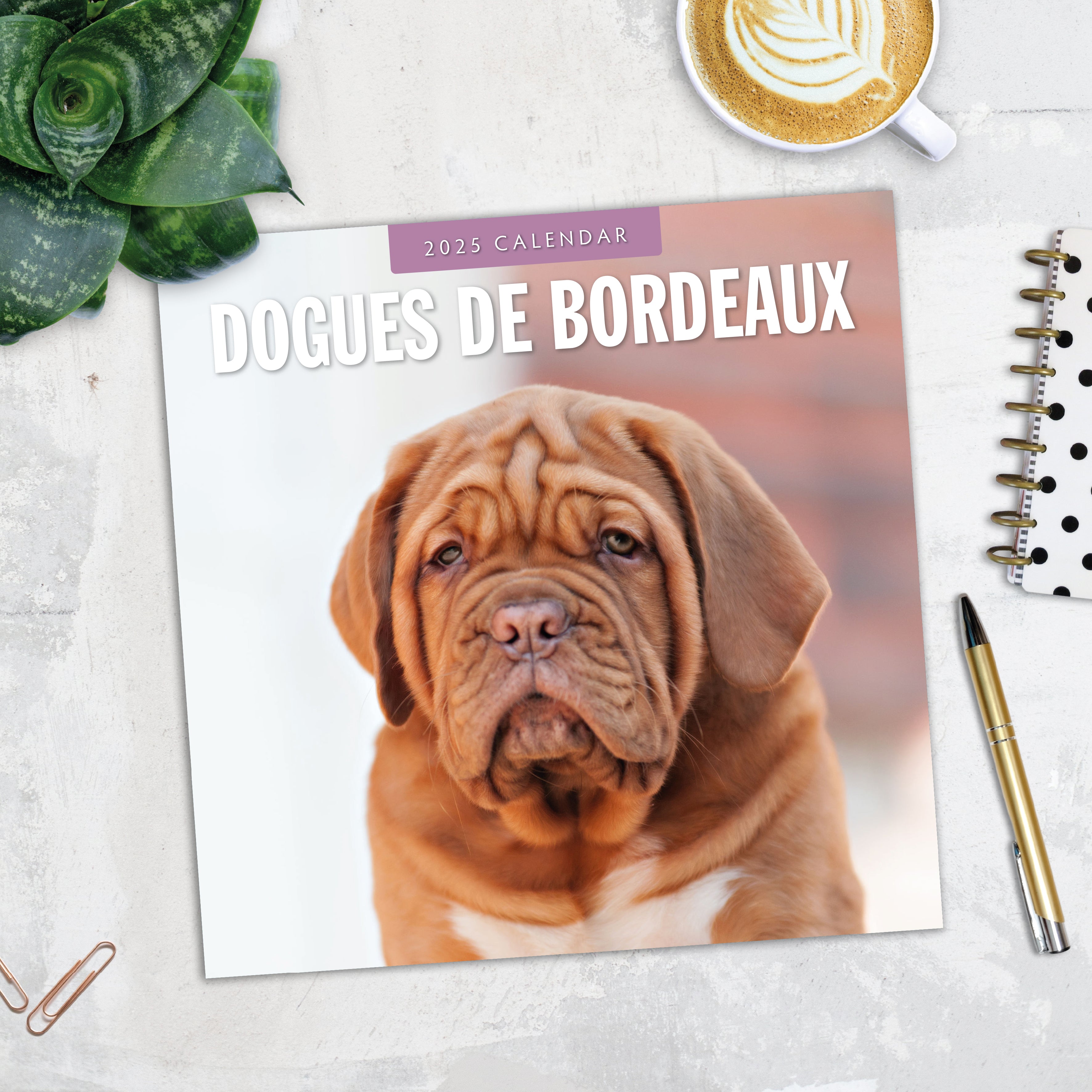 2025 Dogues de Bordeaux - Square Wall Calendar