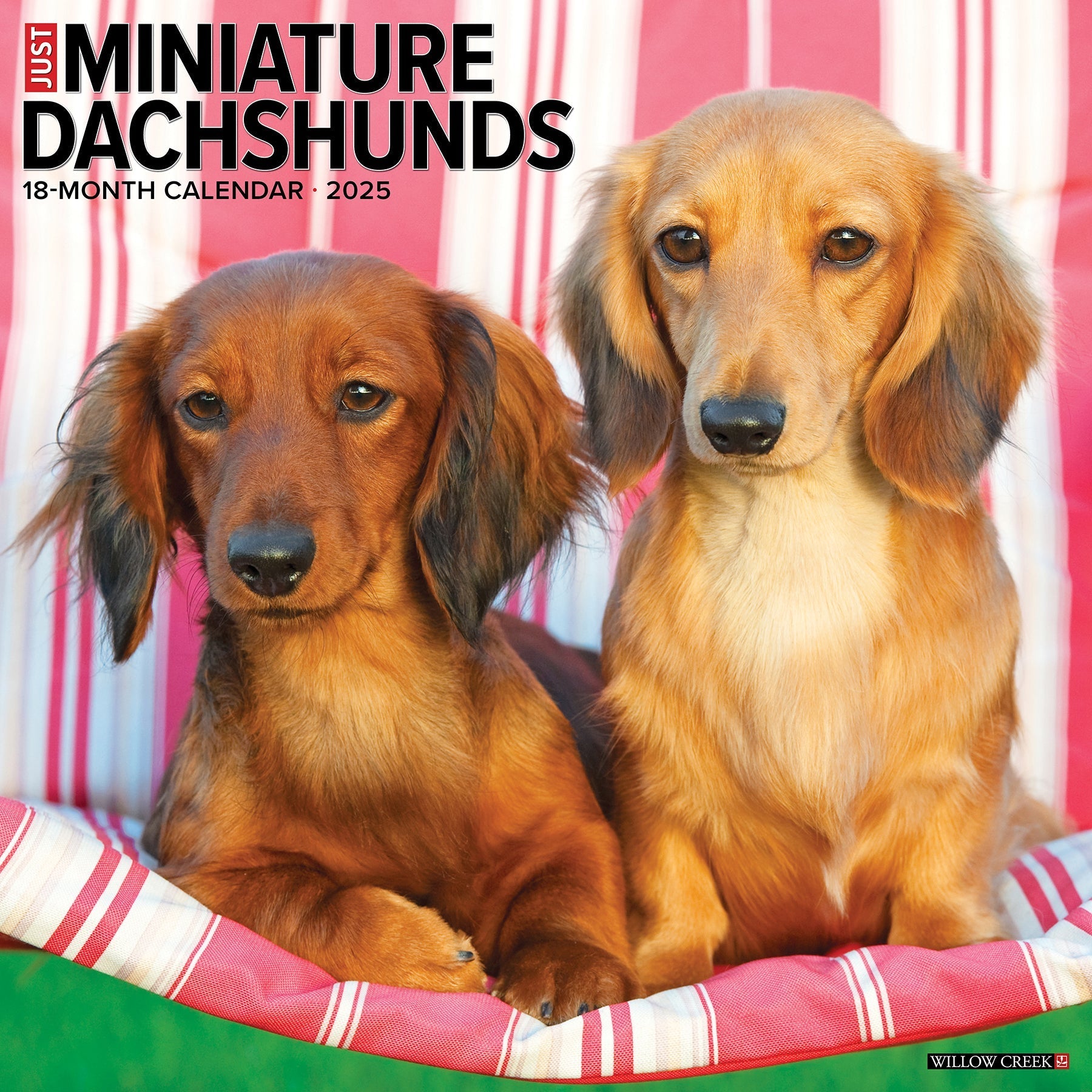 2025 Miniature Dachshunds - Square Wall Calendar