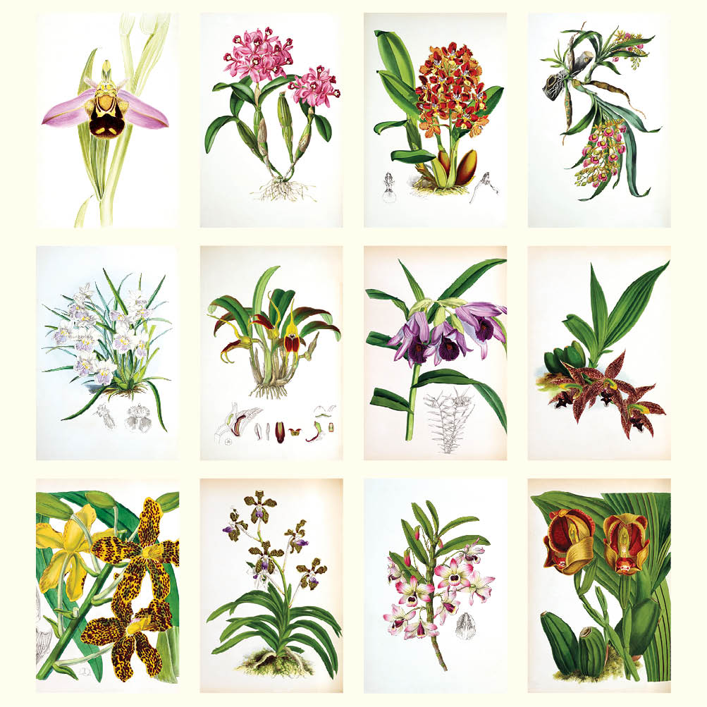 2024 Orchids Desk Easel Calendar Art Calendars