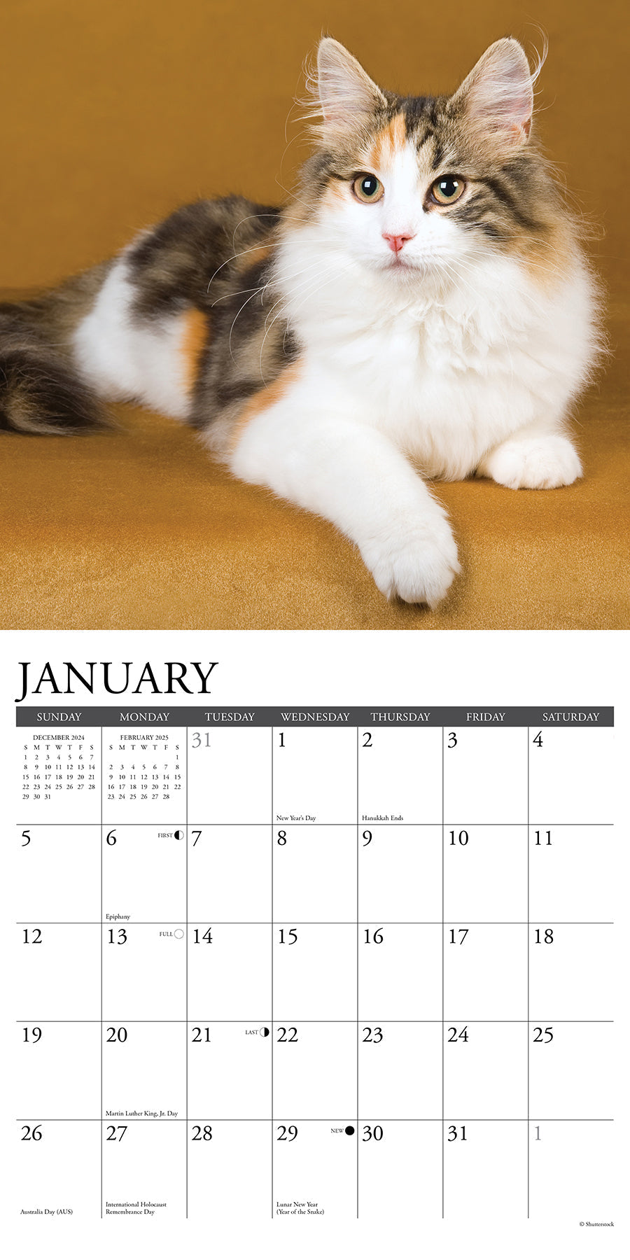 2025 Calico Cats - Square Wall Calendar