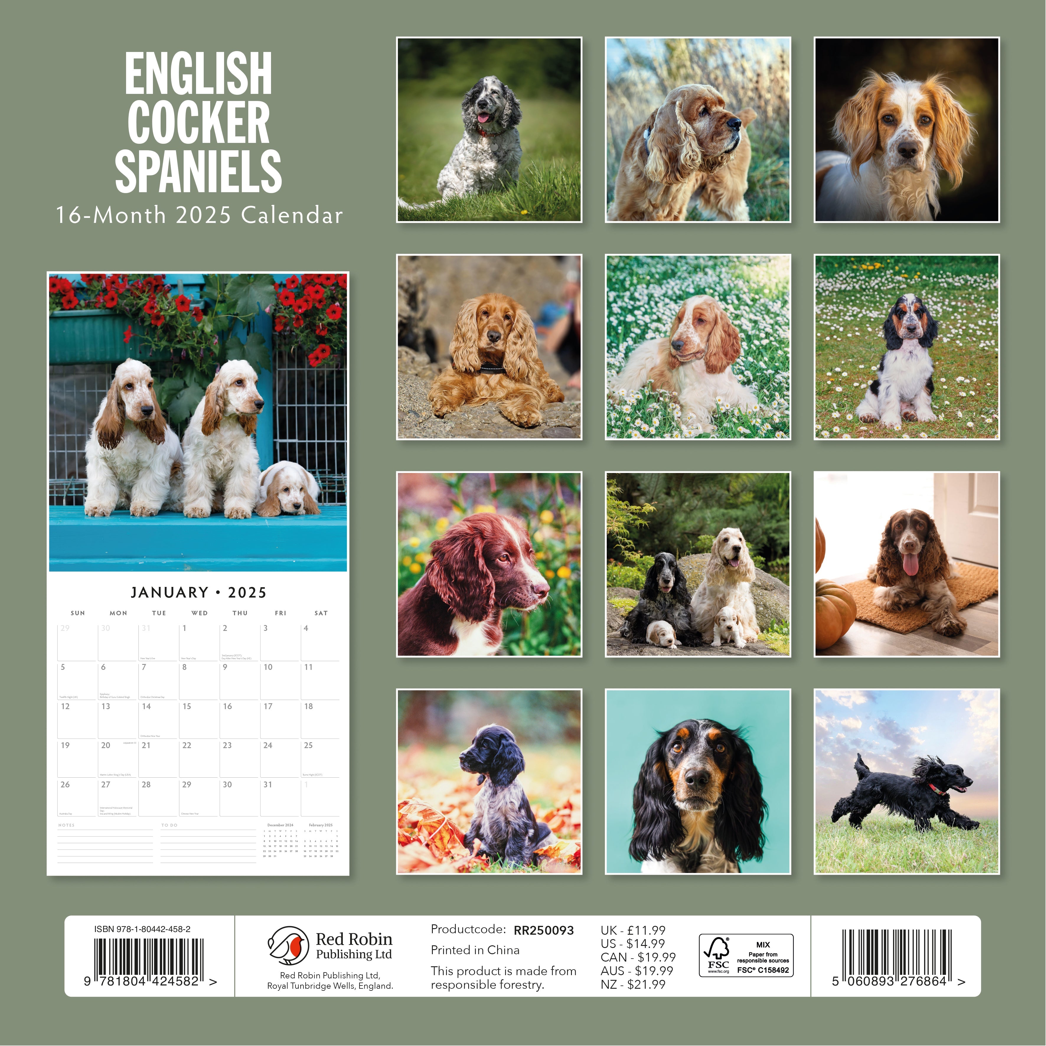 2025 English Cocker Spaniels - Square Wall Calendar