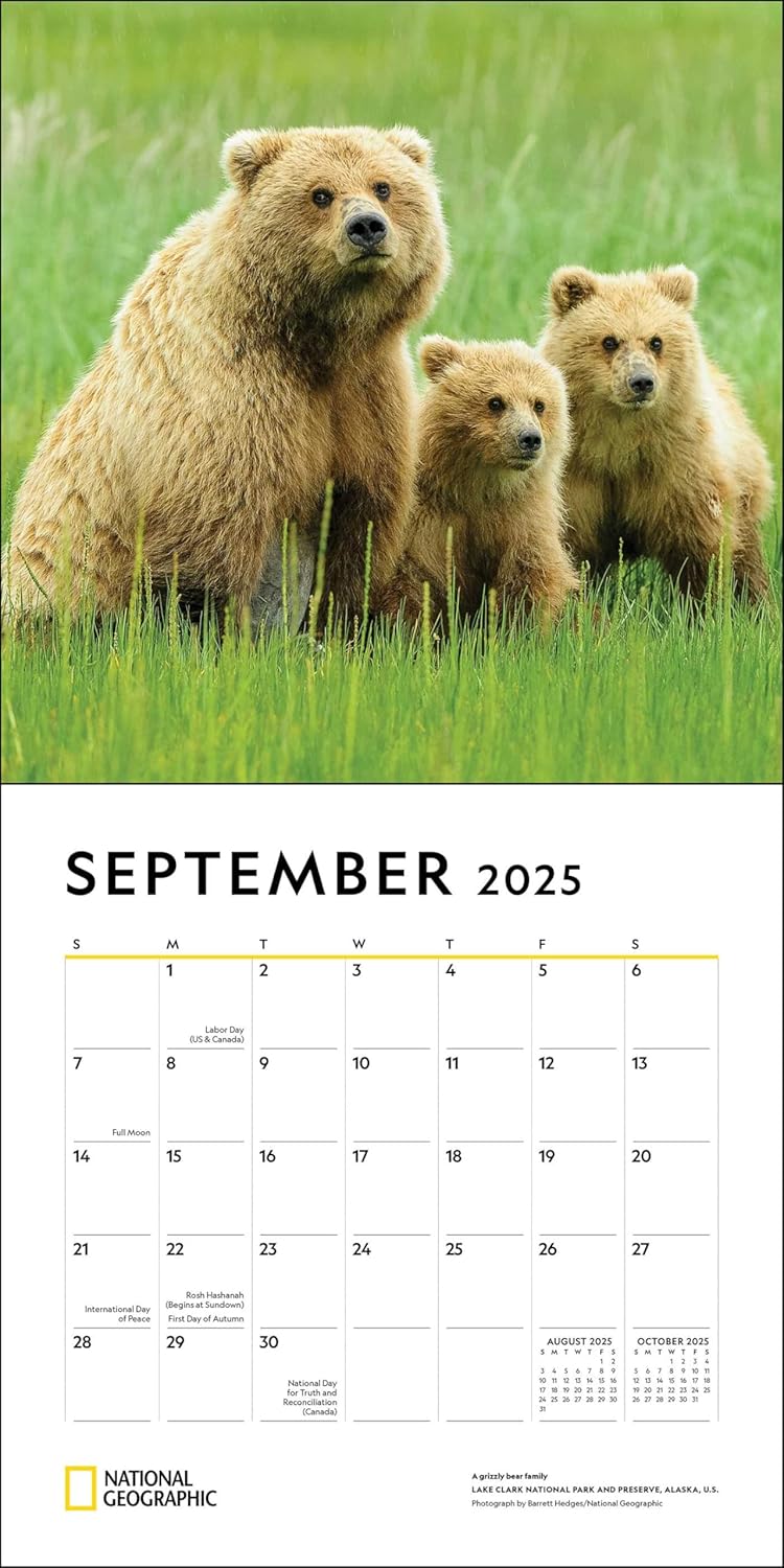 2025 National Geographic: Animal Families - Square Wall Calendar