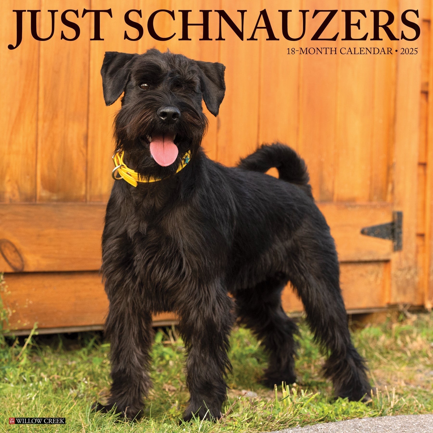 2025 Schnauzers - Square Wall Calendar