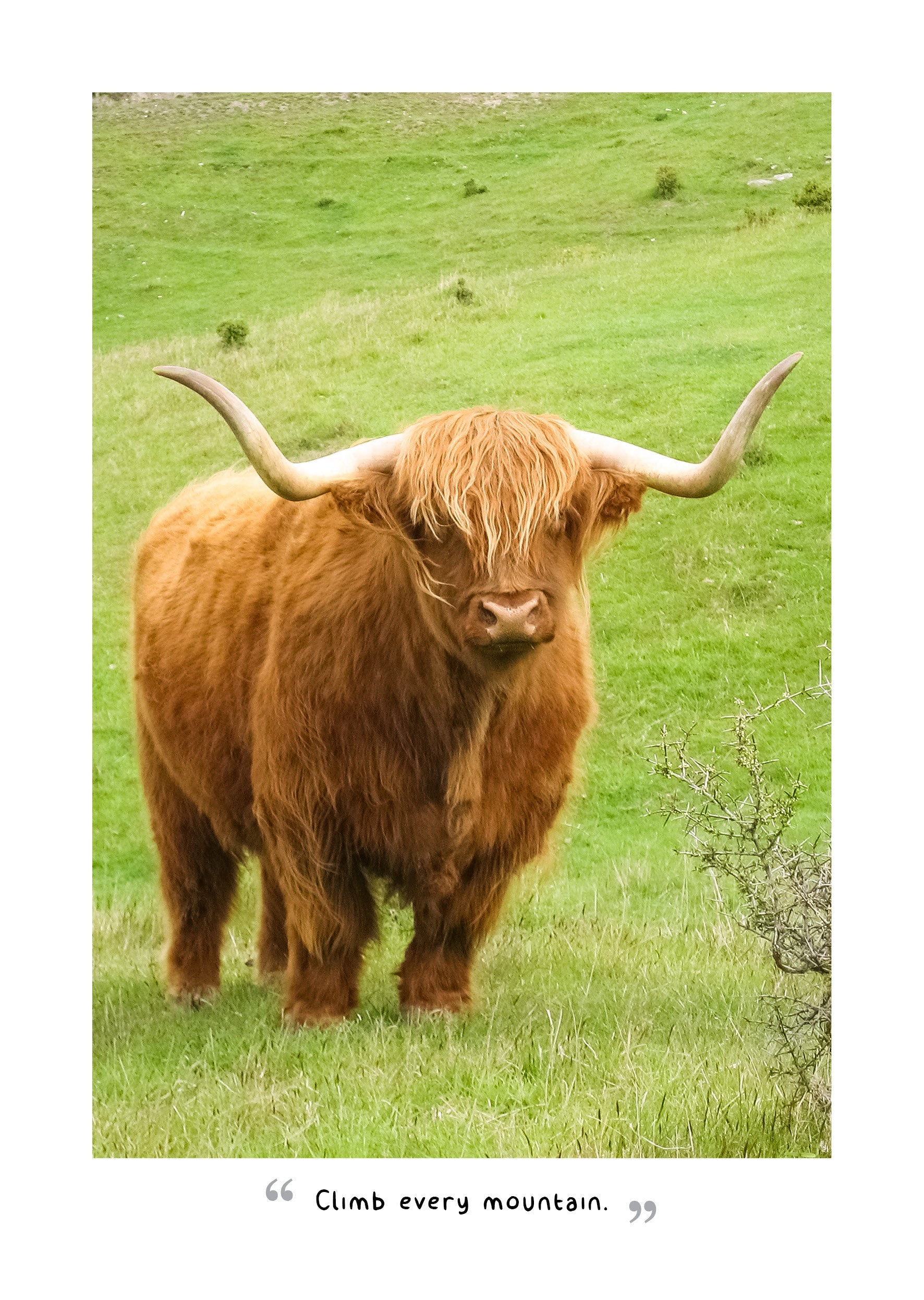 2025 Highland Cows - Bi-Weekly Diary/Planner