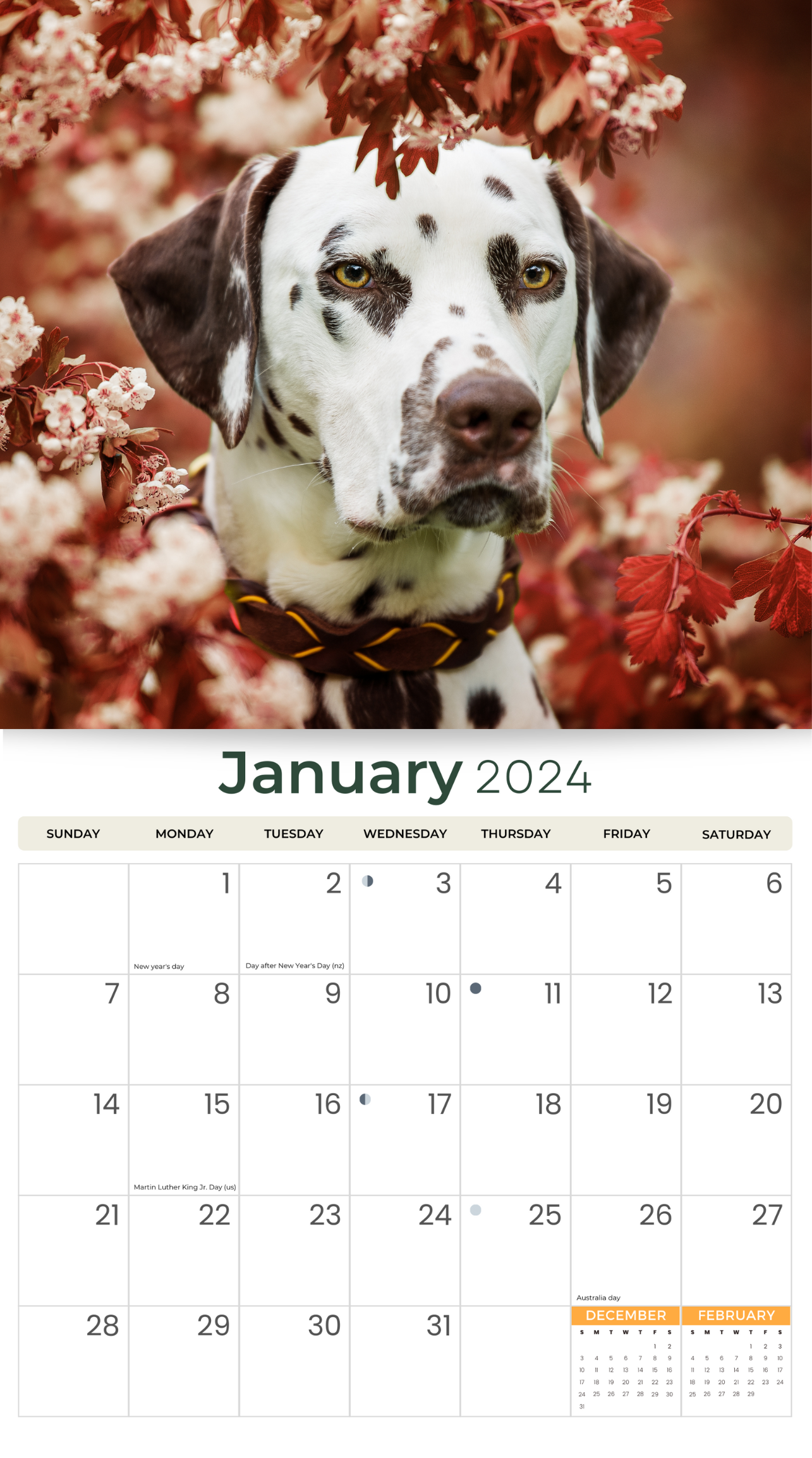 2024 Dalmatians Dogs & Puppies - Deluxe Wall Calendar by Just Calendars - 16 Month - Plastic Free