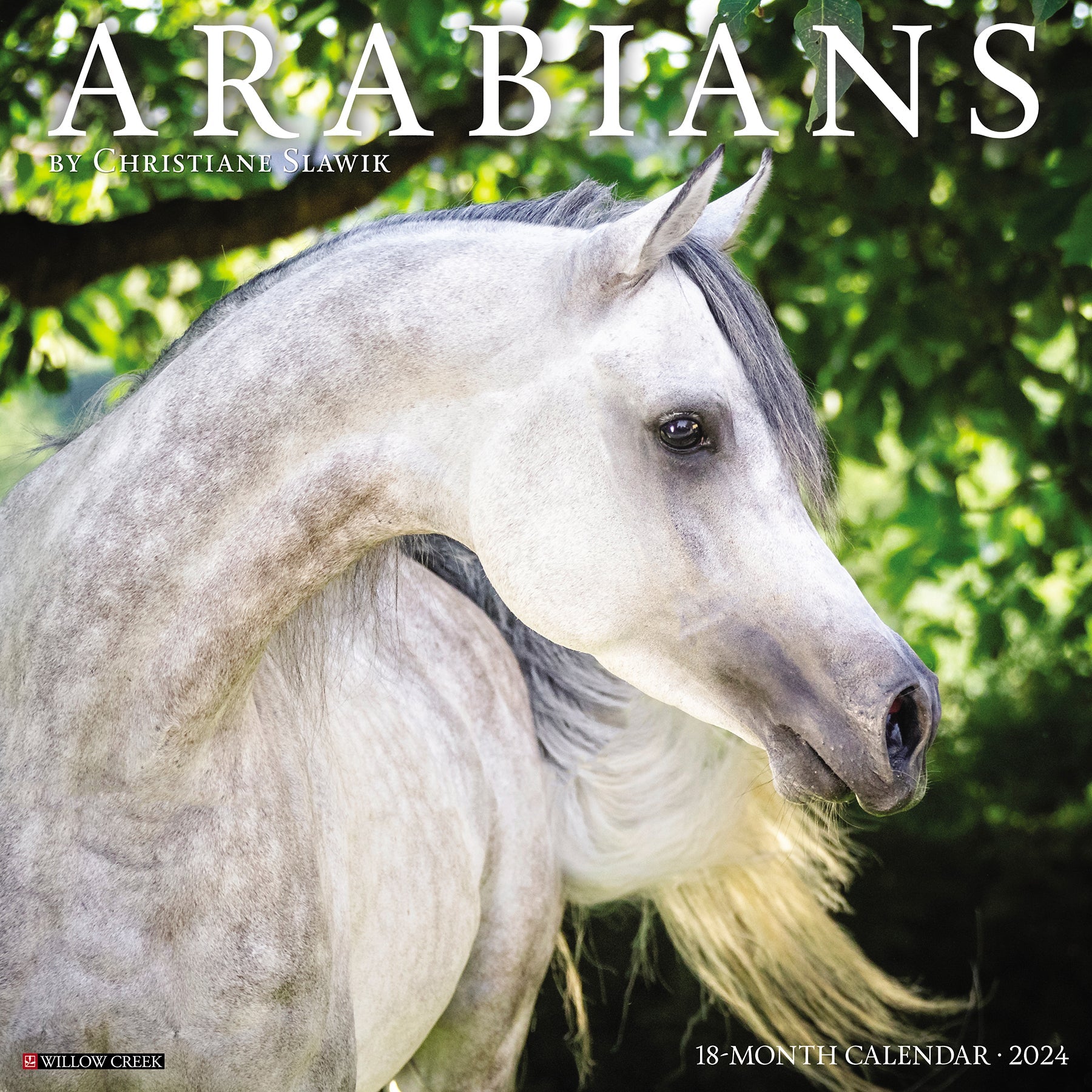 2024 Arabians Horses - Square Wall Calendar