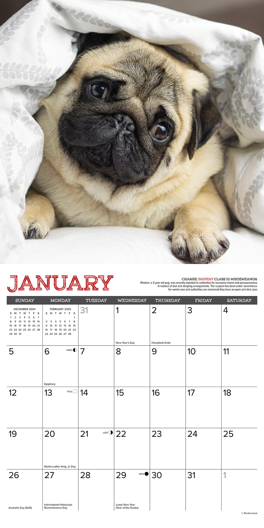 2025 Pug Mugs - Square Wall Calendar